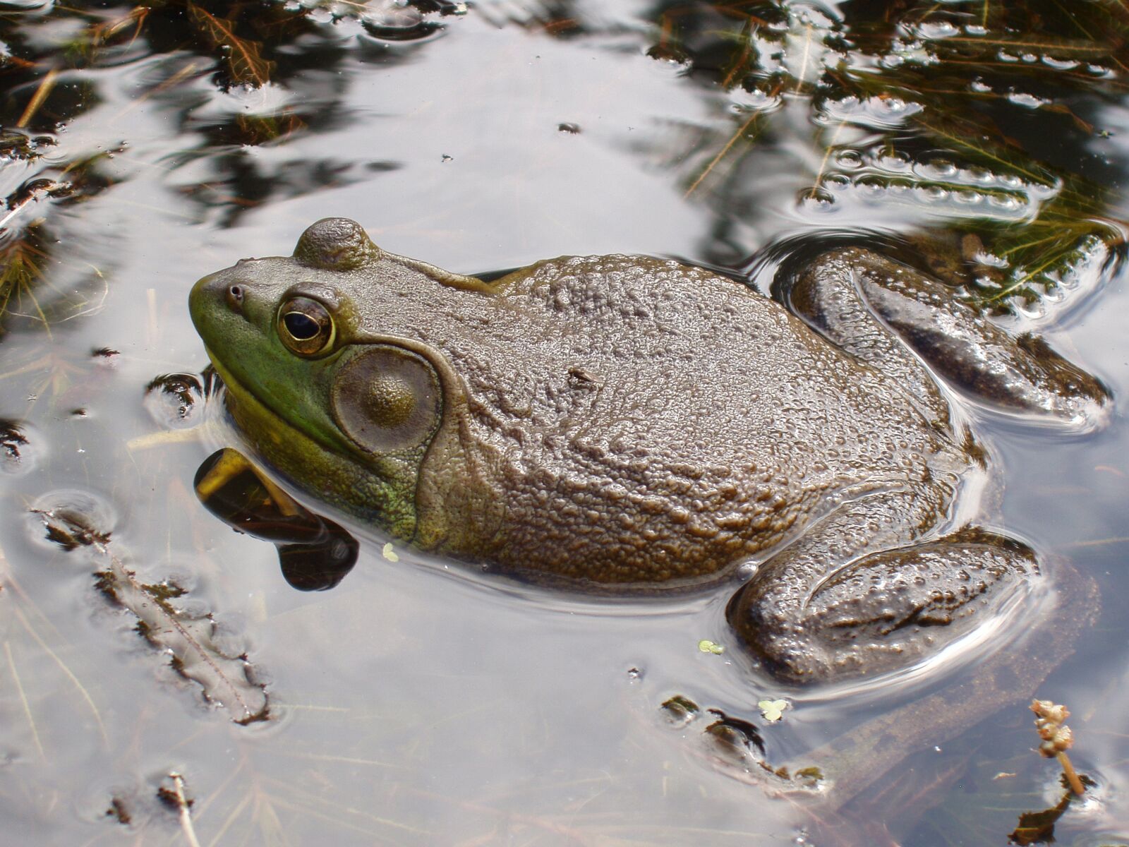Olympus X-2,C-50Z sample photo. Bullfrog, pond, frog photography