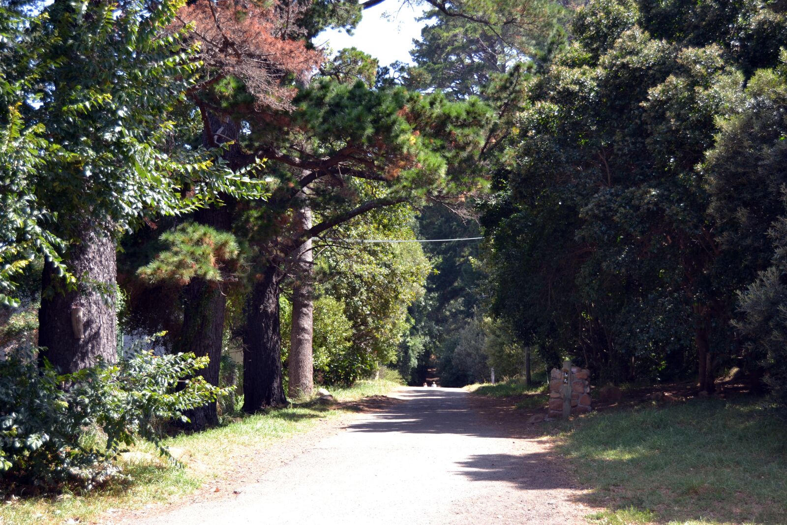 Nikon D3100 sample photo. Into, the, forest photography
