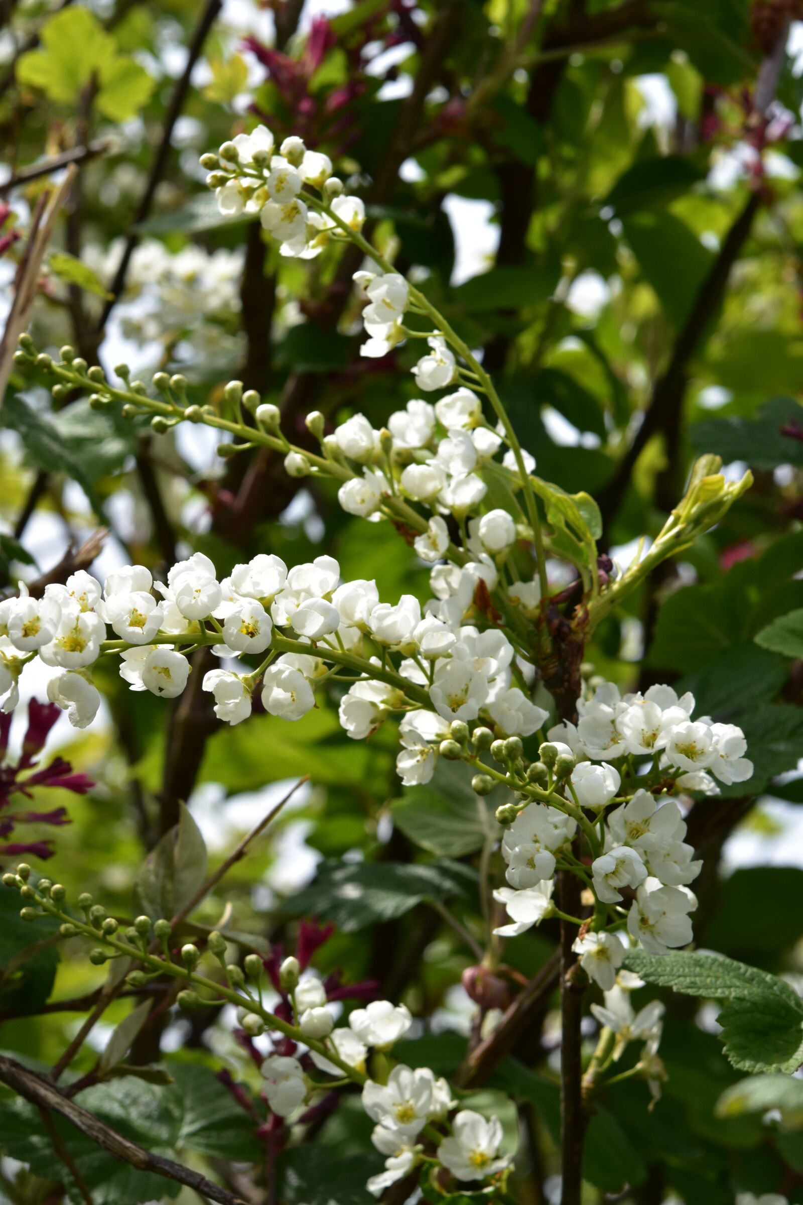Nikon D5600 sample photo. Flower, white flowers, branches photography