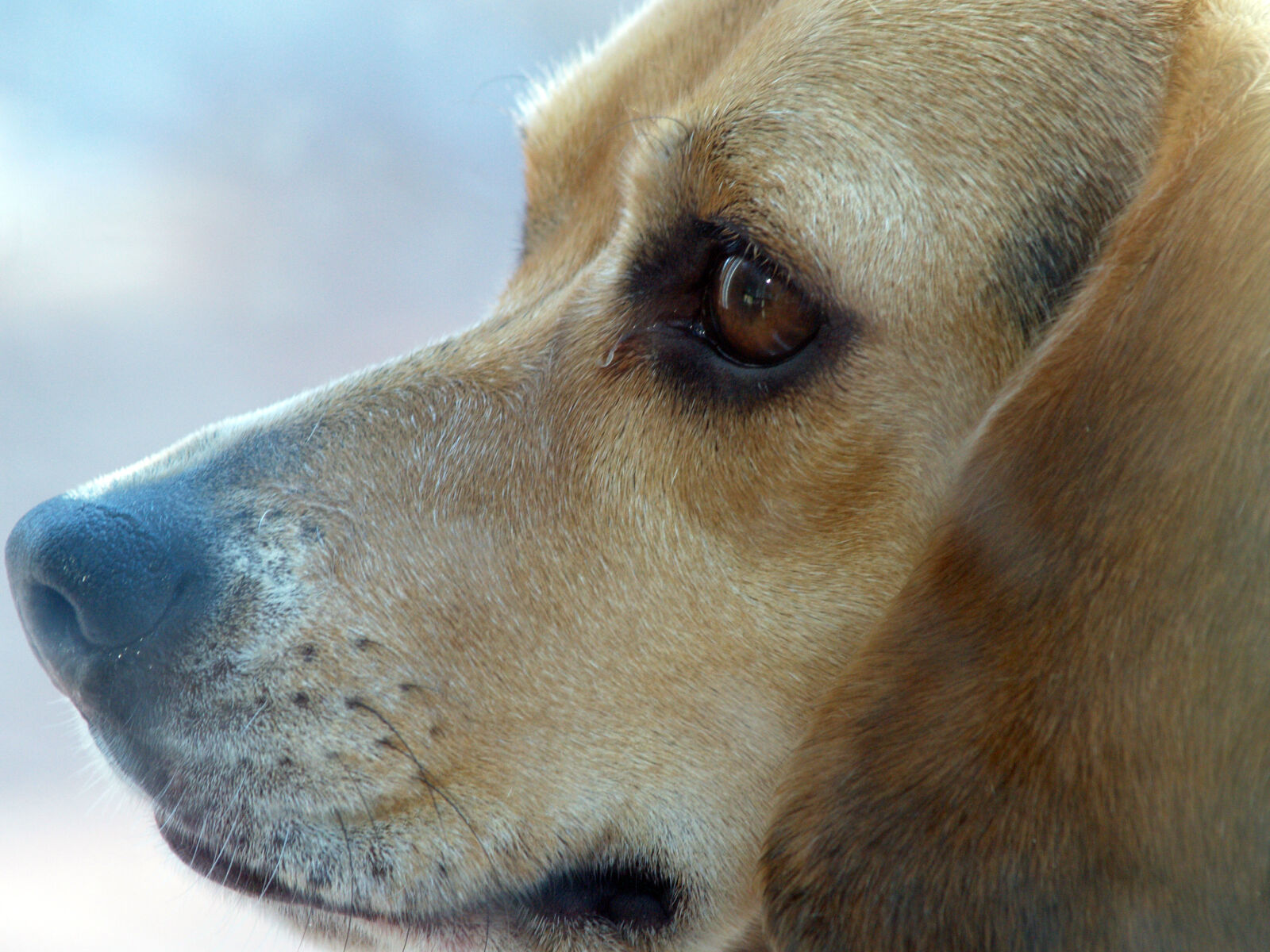 Olympus E-500 (EVOLT E-500) sample photo. Beagle, dog, pet, portrait photography