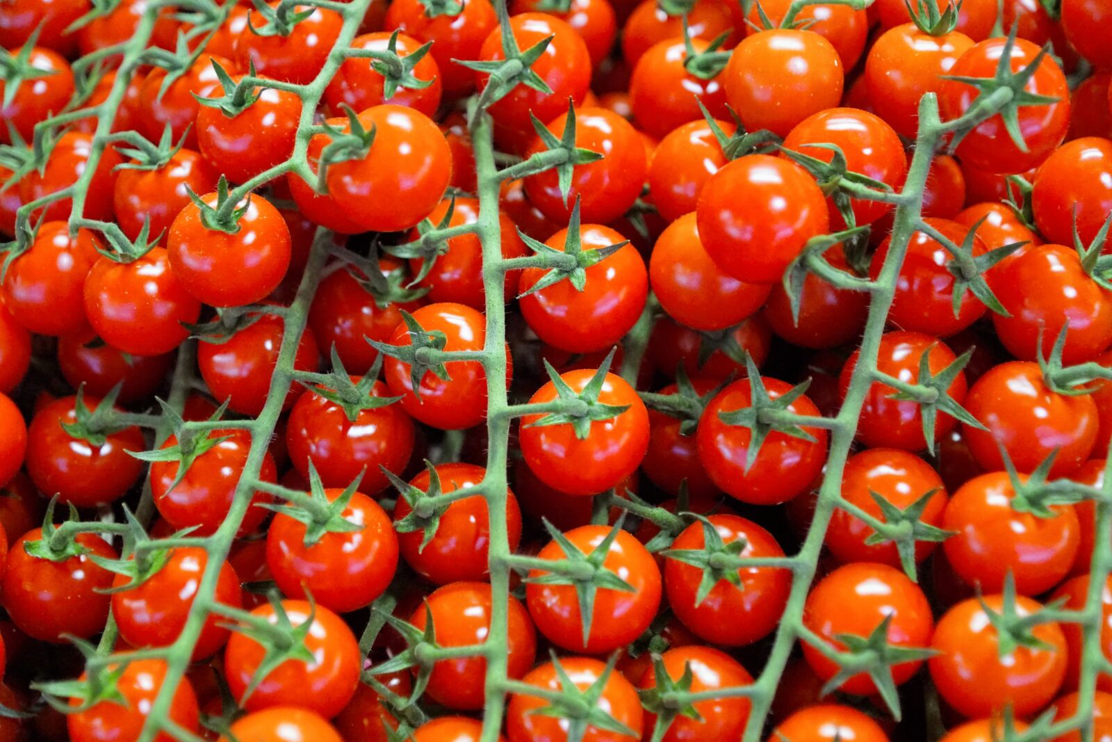 Sony ILCA-77M2 + Sony DT 16-50mm F2.8 SSM sample photo. Tomatoes, eat, food photography