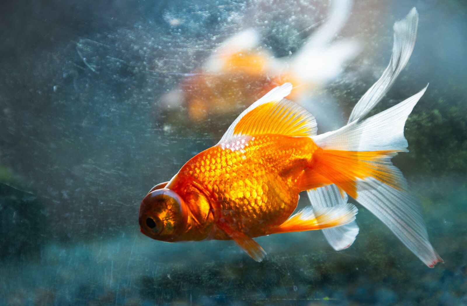 Nikon D7200 sample photo. Fish, goldfish, aquarium photography