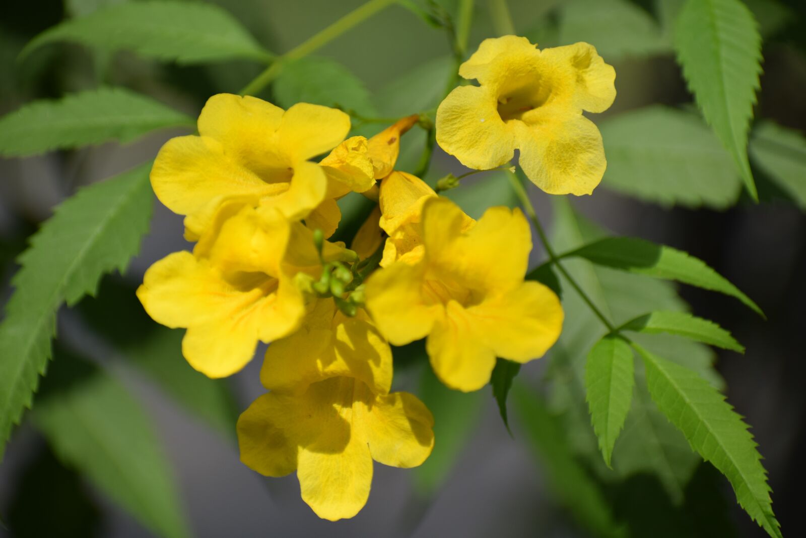 Nikon D3300 sample photo. Flowers, branch, spring photography