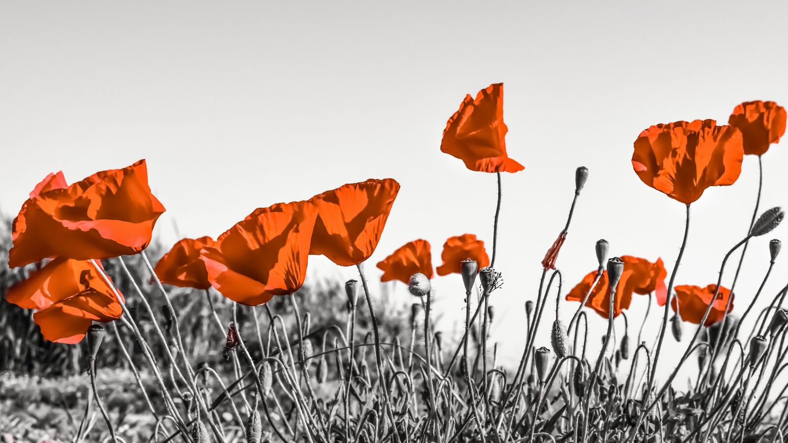 Nikon D3300 sample photo. Poppies, flower, spring photography