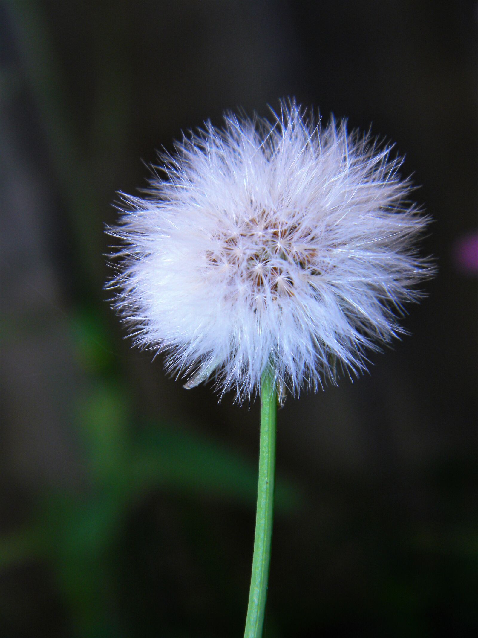 Nikon Coolpix L110 sample photo. Plant, flower, garden photography