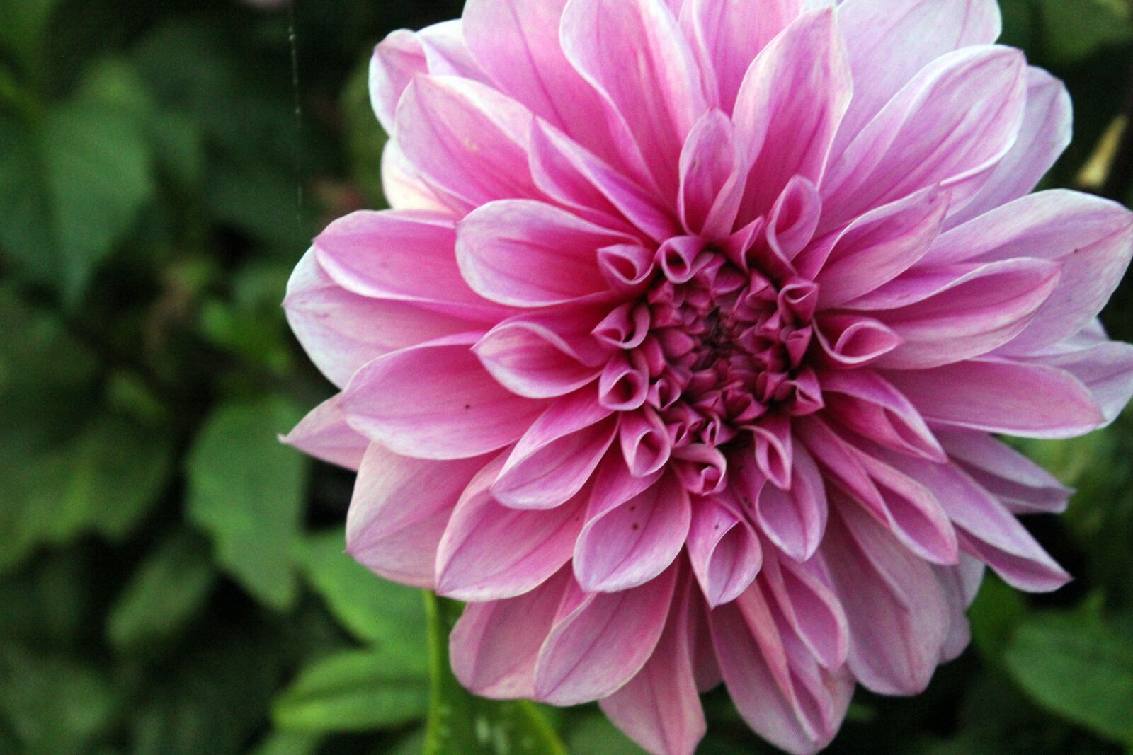 Canon EOS 600D (Rebel EOS T3i / EOS Kiss X5) sample photo. Flower, natural, plant photography