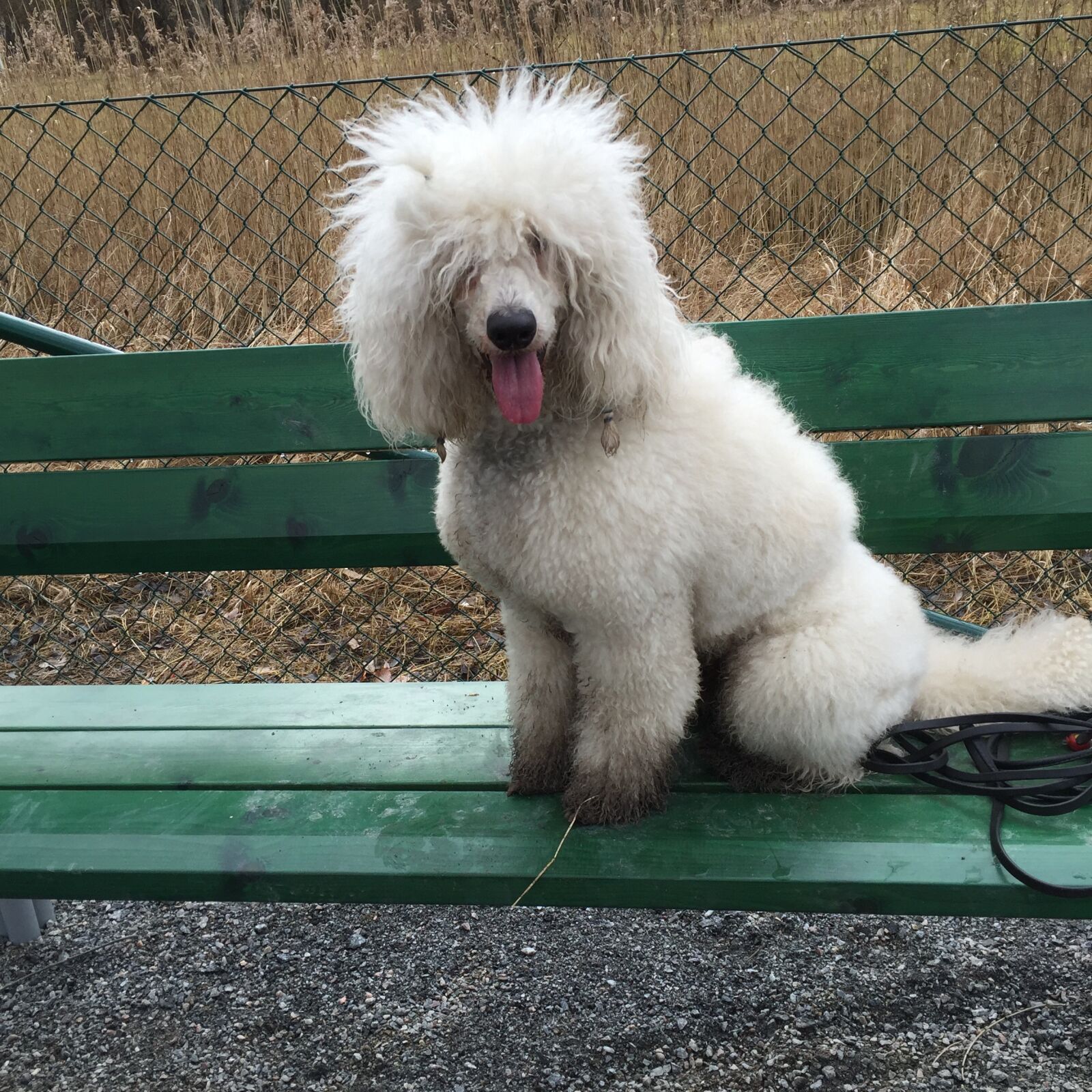 Apple iPhone 6 sample photo. Dog, poodle, doggie photography