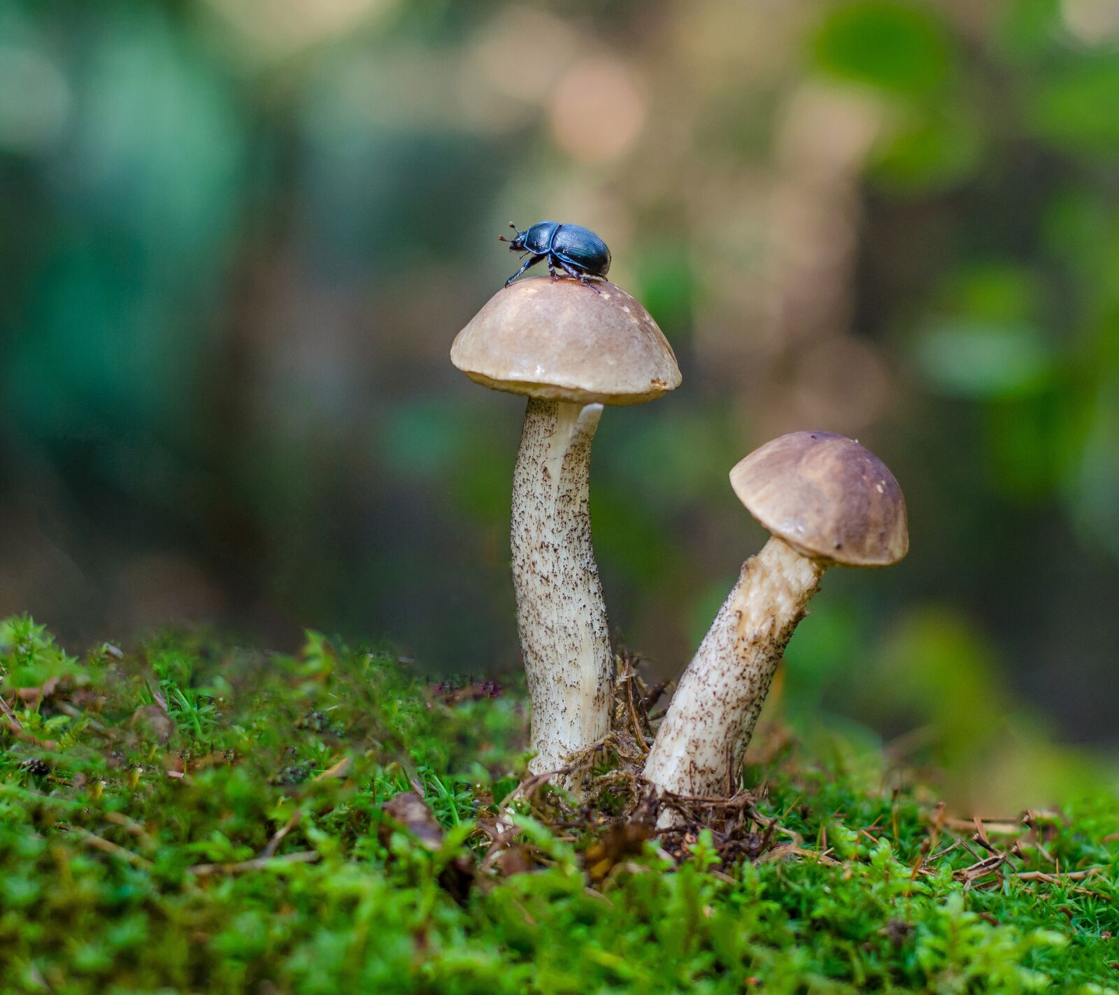 Nikon D5100 sample photo. Beetle, mushrooms, nature photography