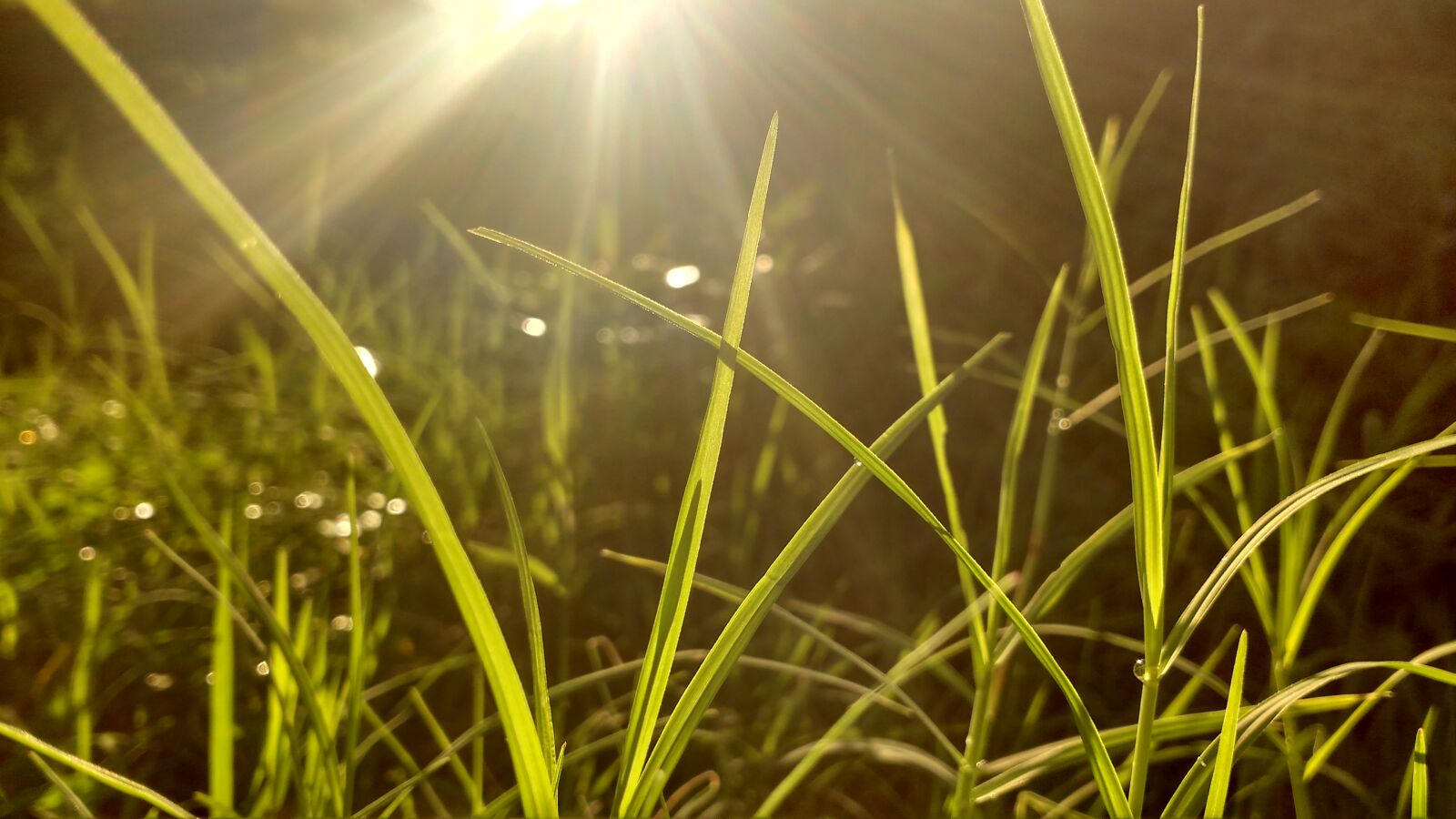 Motorola MotoG3 sample photo. Autumn, leaves, cool, evening photography
