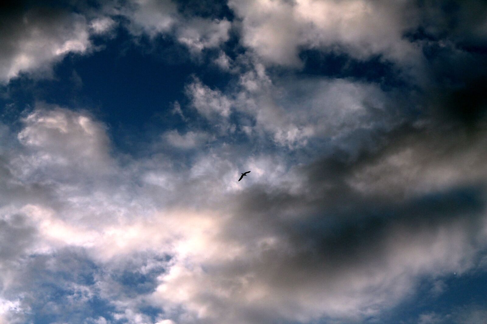 Canon EOS 1100D (EOS Rebel T3 / EOS Kiss X50) sample photo. Sky, clouds, a bird photography