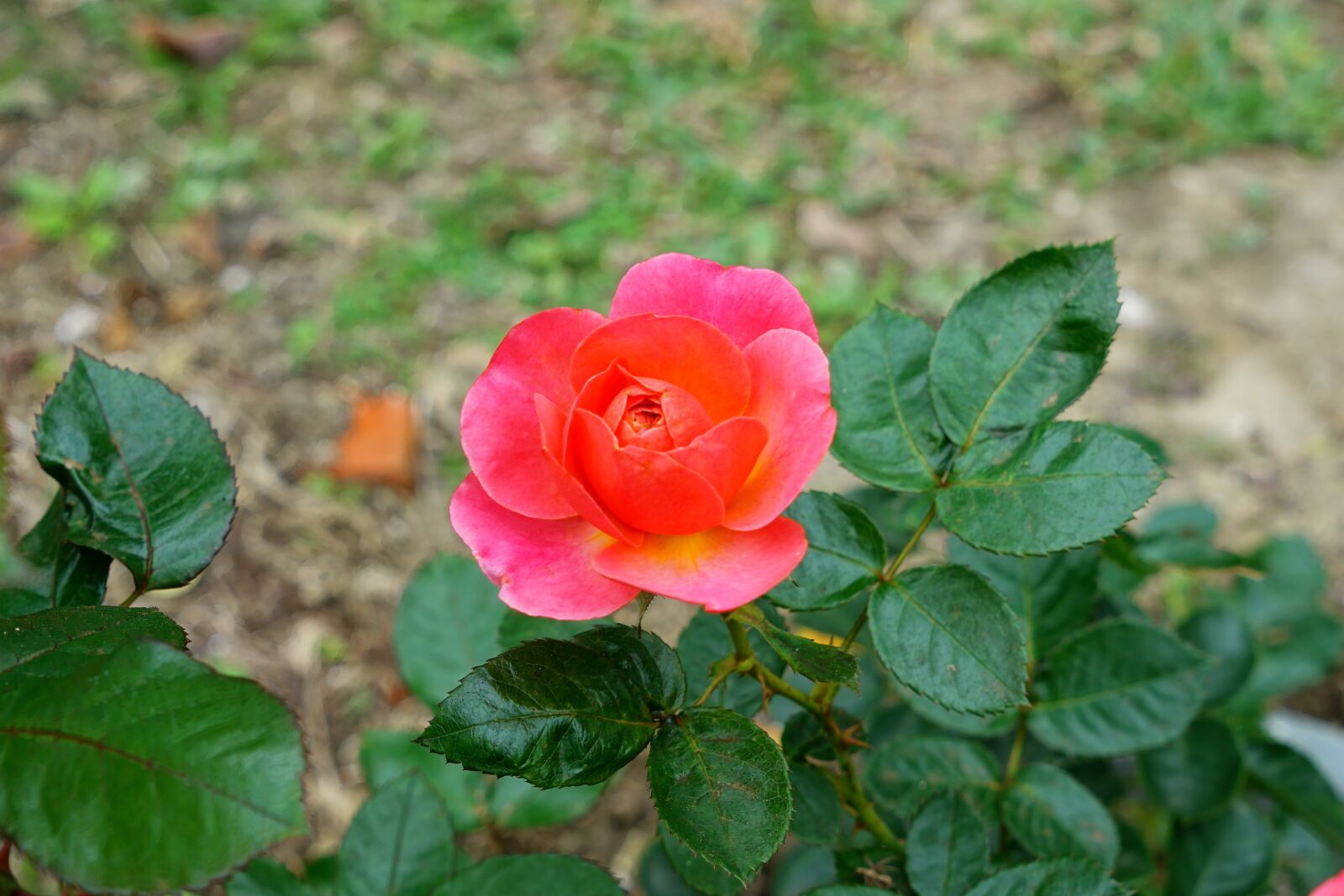 Sony a7R II + Sony Vario Tessar T* FE 24-70mm F4 ZA OSS sample photo. Rose, blossom, bloom photography