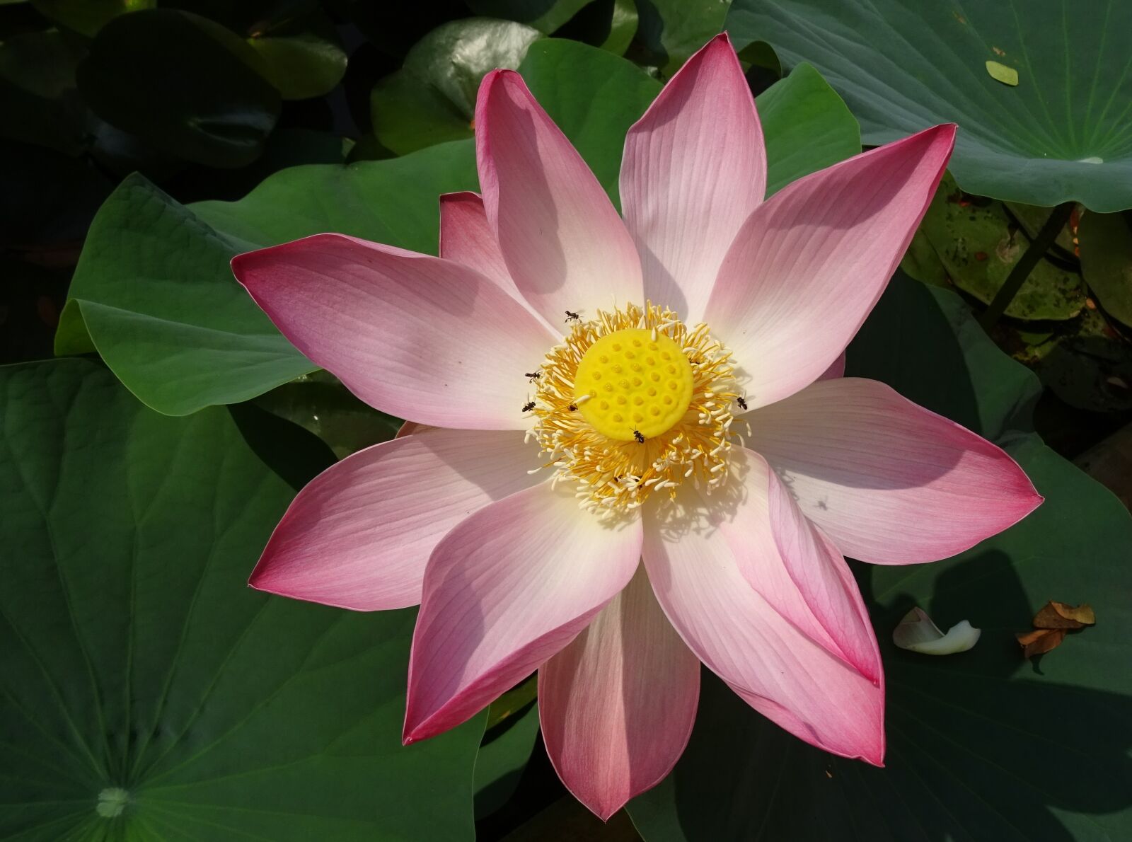 Sony DSC-HX60V sample photo. Lotus, flower, pink photography