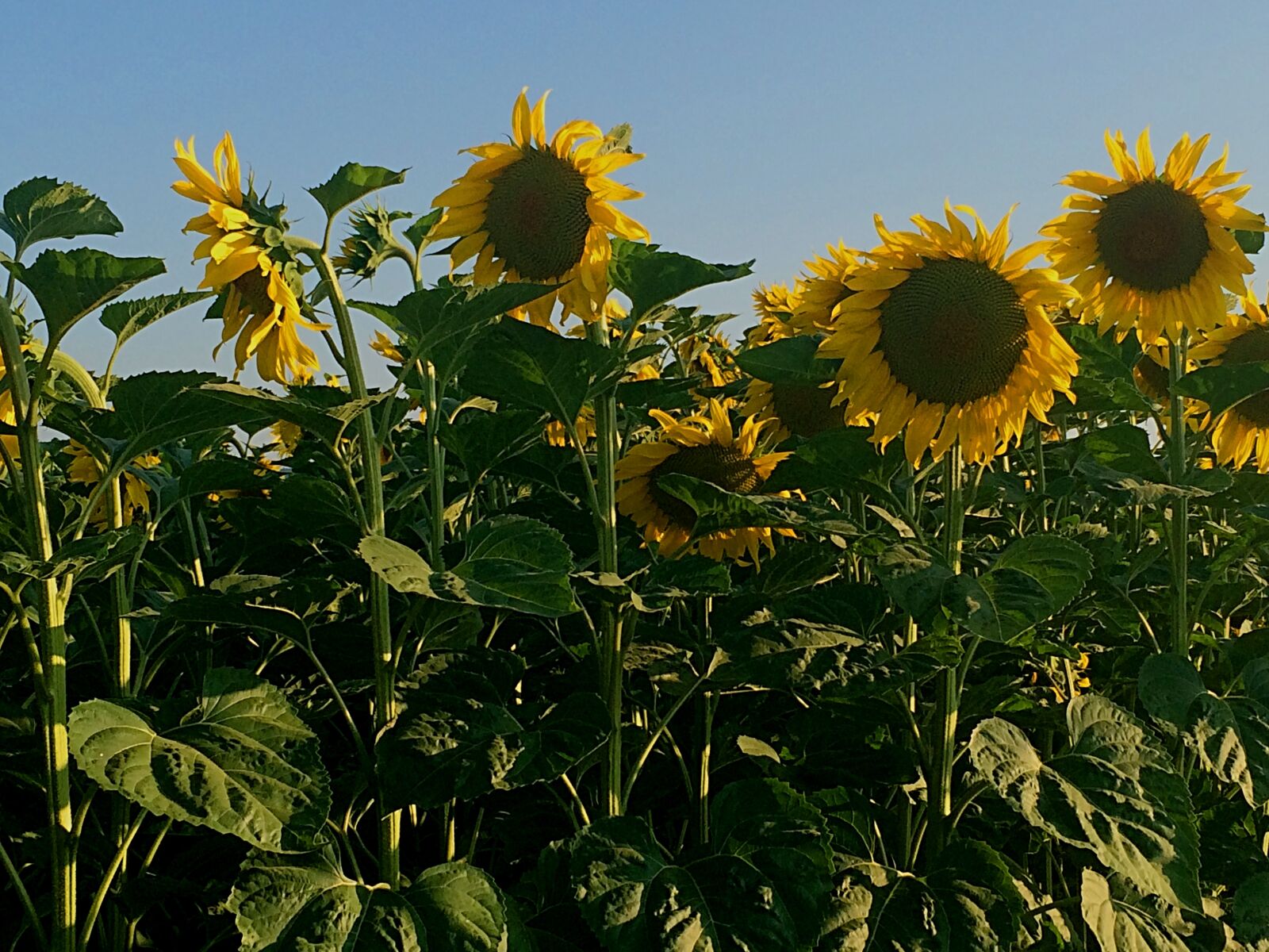 iPhone 5s back camera 4.15mm f/2.2 sample photo. Sunflower, yellow, field of photography