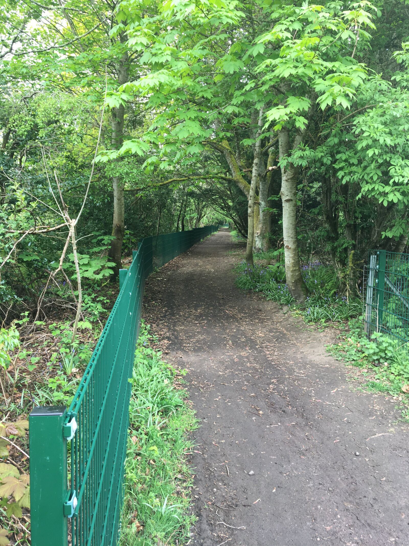 Apple iPhone 6s sample photo. Trees, path, forest photography