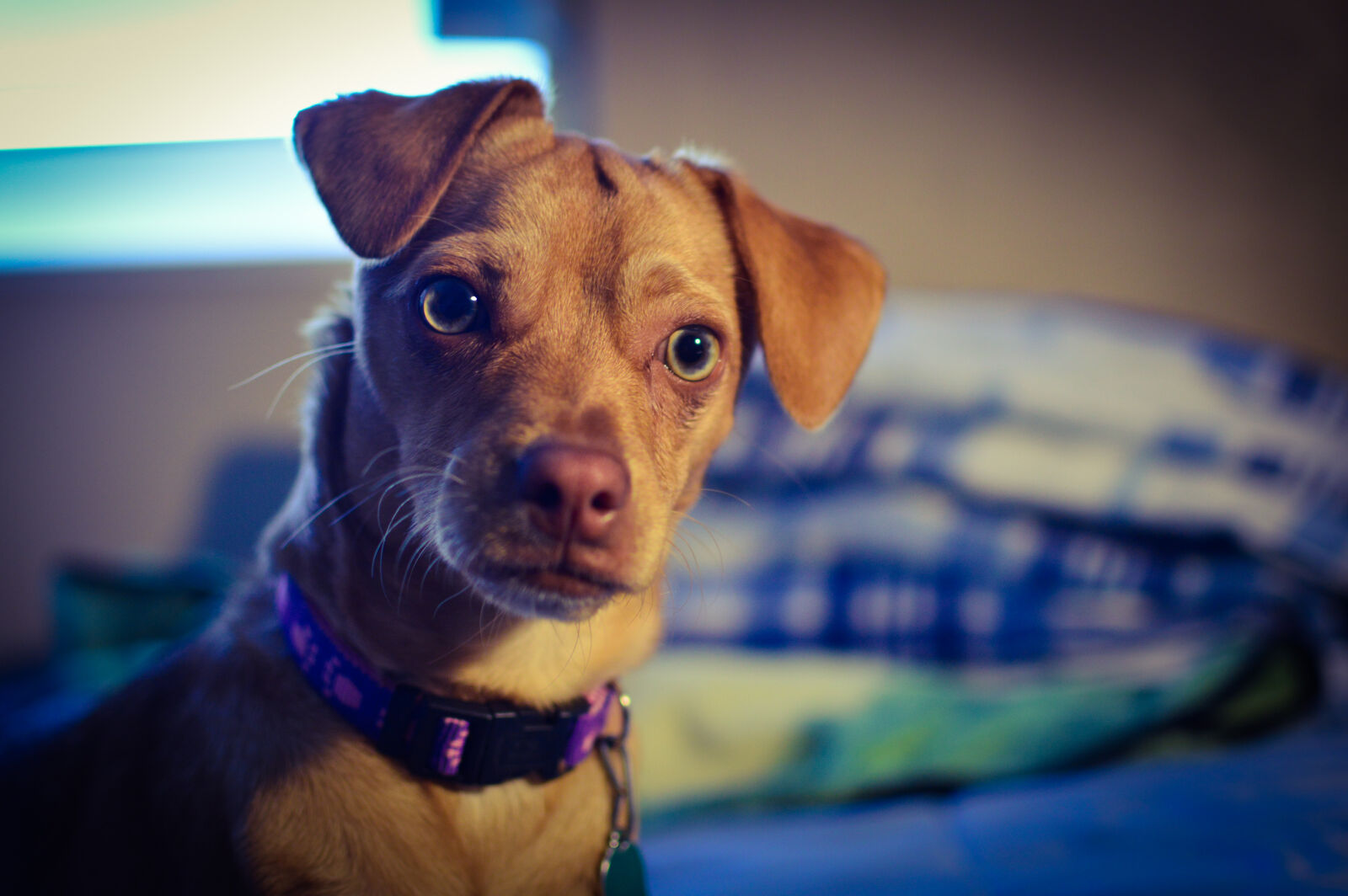 Nikon D3200 + Nikon AF-S DX Nikkor 35mm F1.8G sample photo. Dog, doggy, pet, pets photography