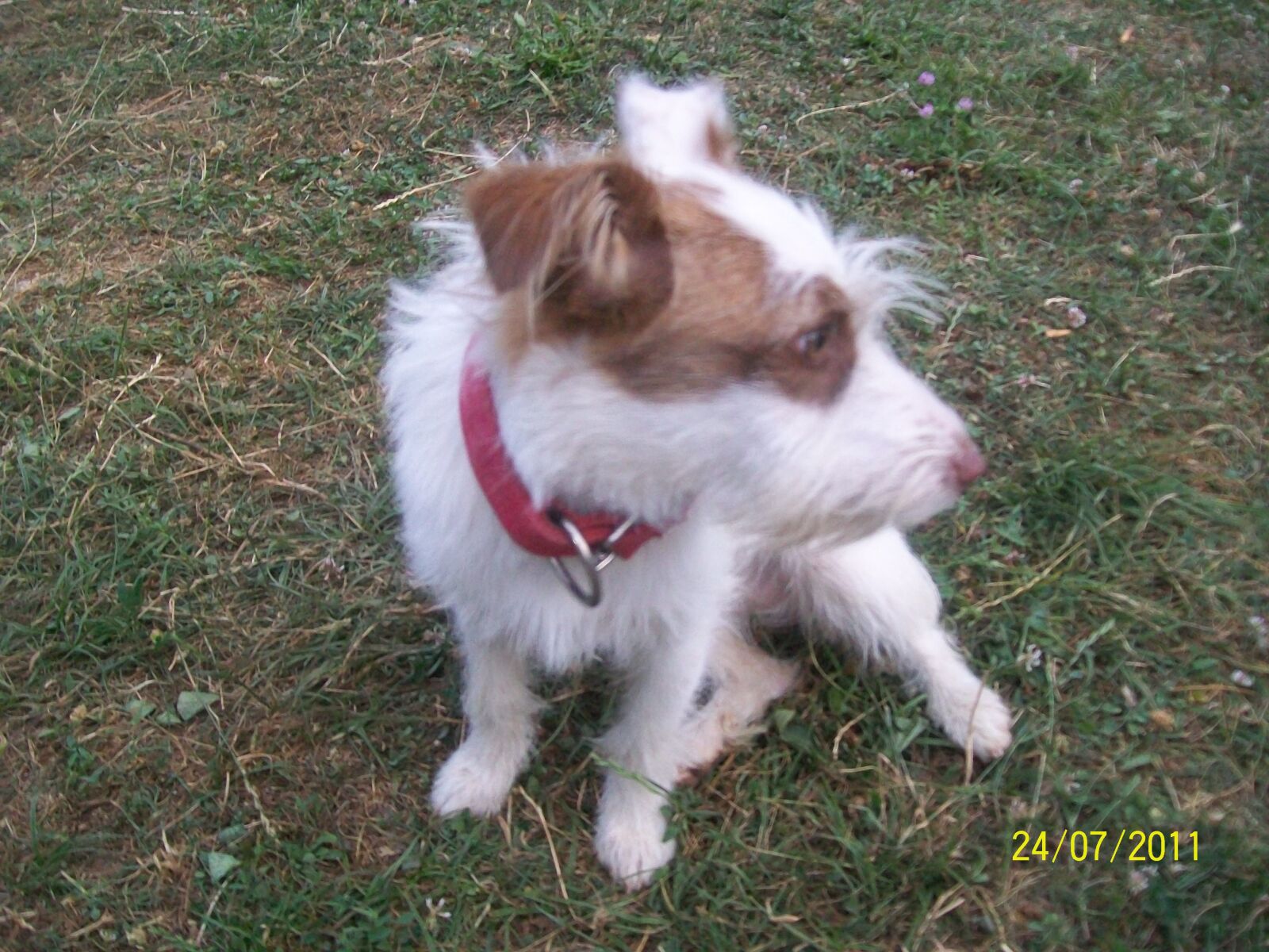 Kodak EASYSHARE C1013 DIGITAL CAMERA sample photo. Dog, summer, pet photography