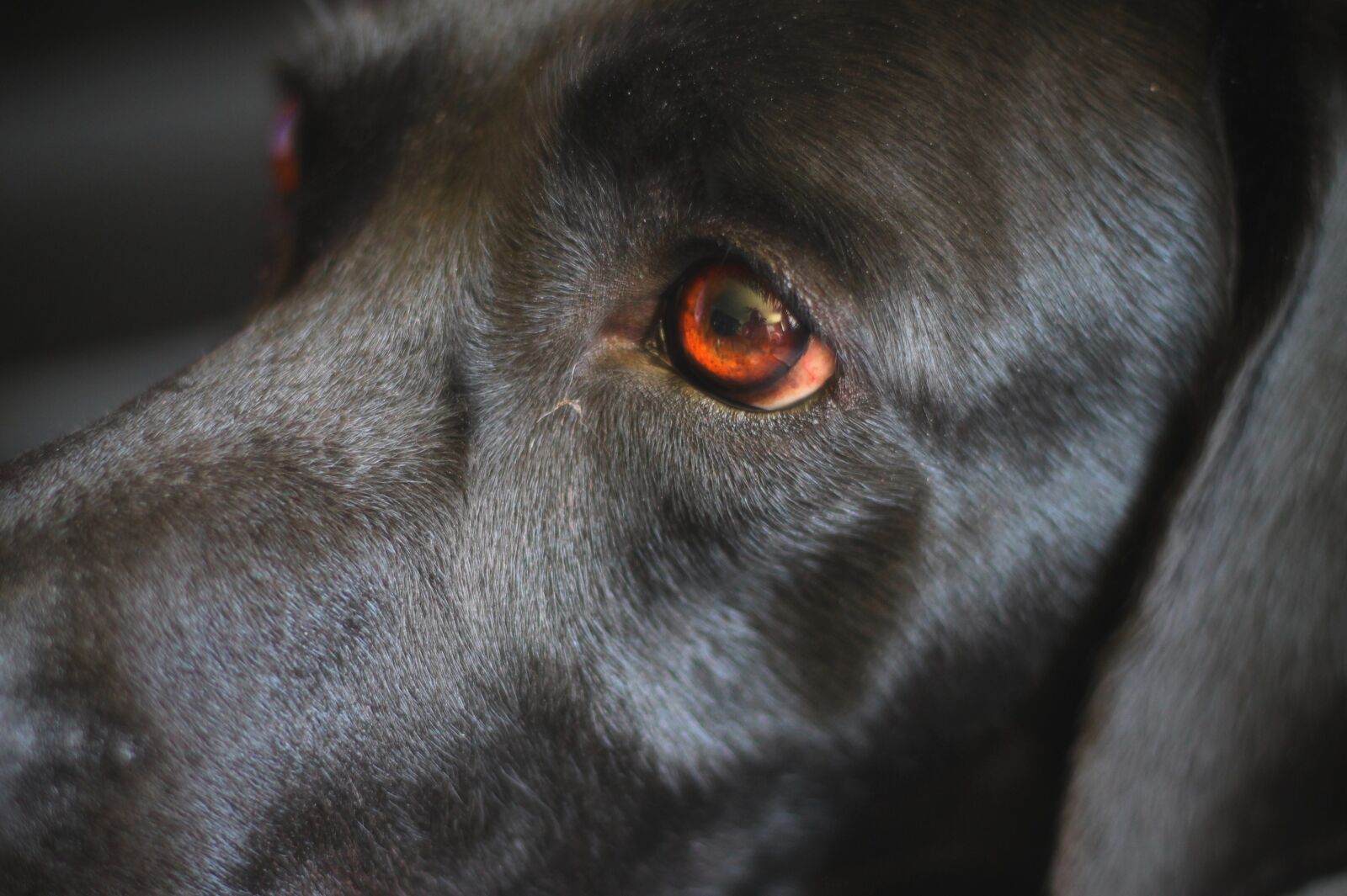 Canon EF 50mm F1.8 II sample photo. Dog, detail, face photography