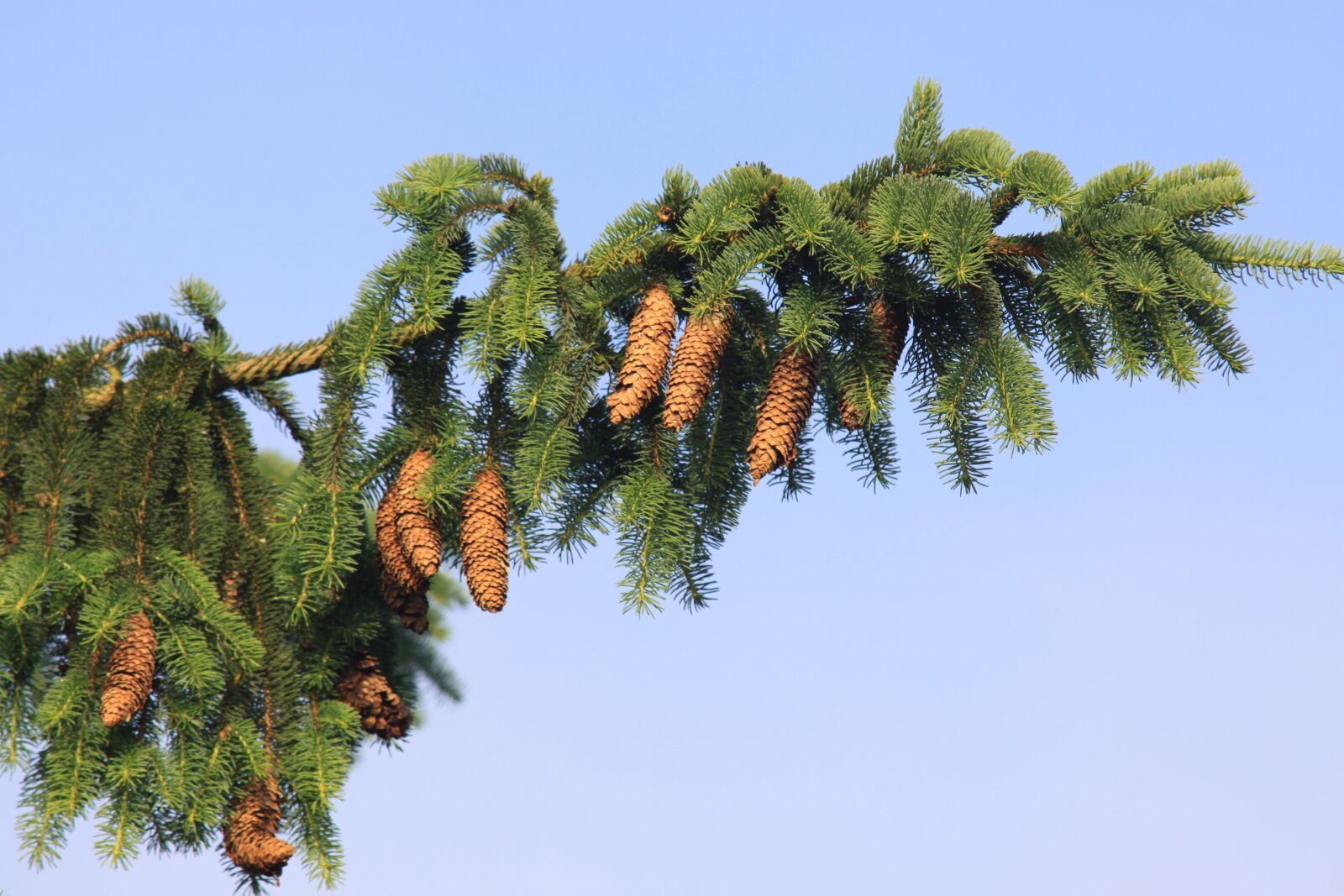 Canon EOS 50D sample photo. Norway spruce, spruce, spruce photography