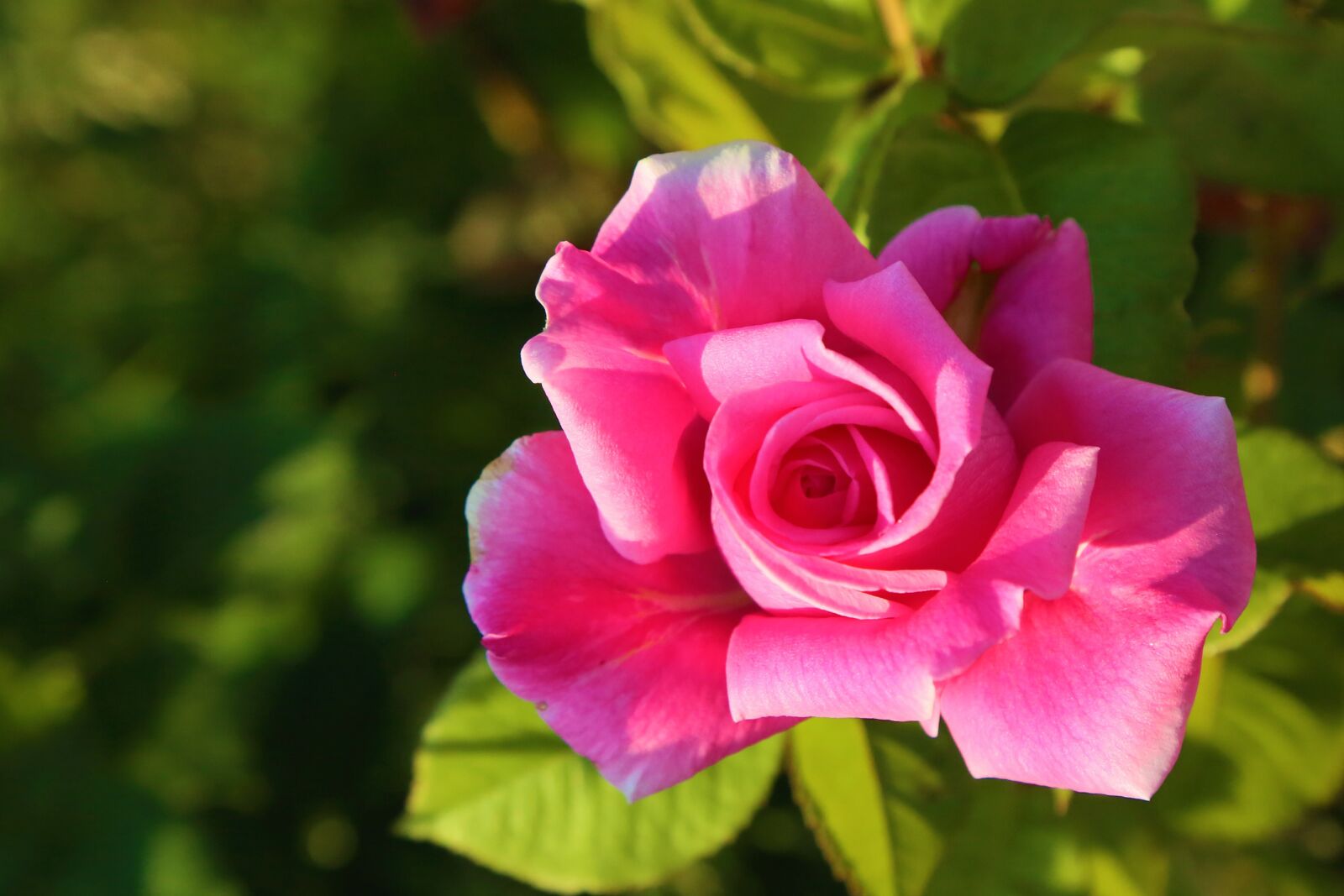 Canon EF 24-105mm F4L IS USM sample photo. Rose, pink, spring photography