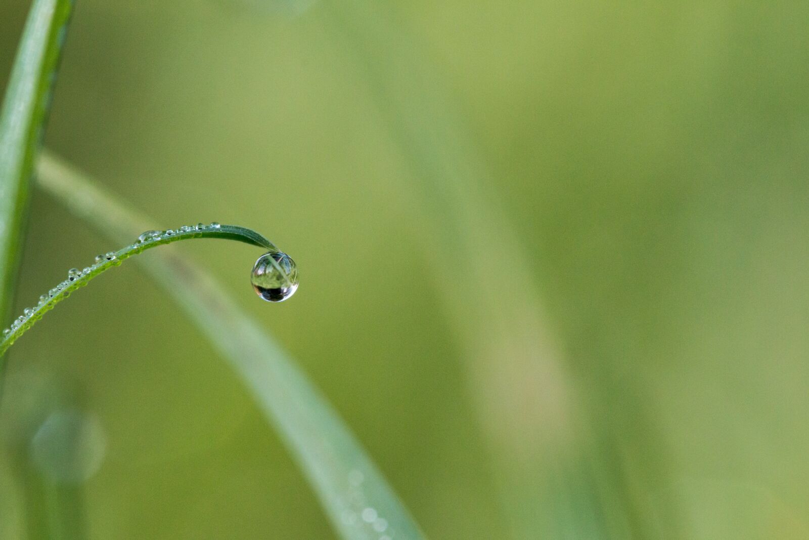 Canon EF 100mm F2.8L Macro IS USM sample photo. Drip, dew, dewdrop photography