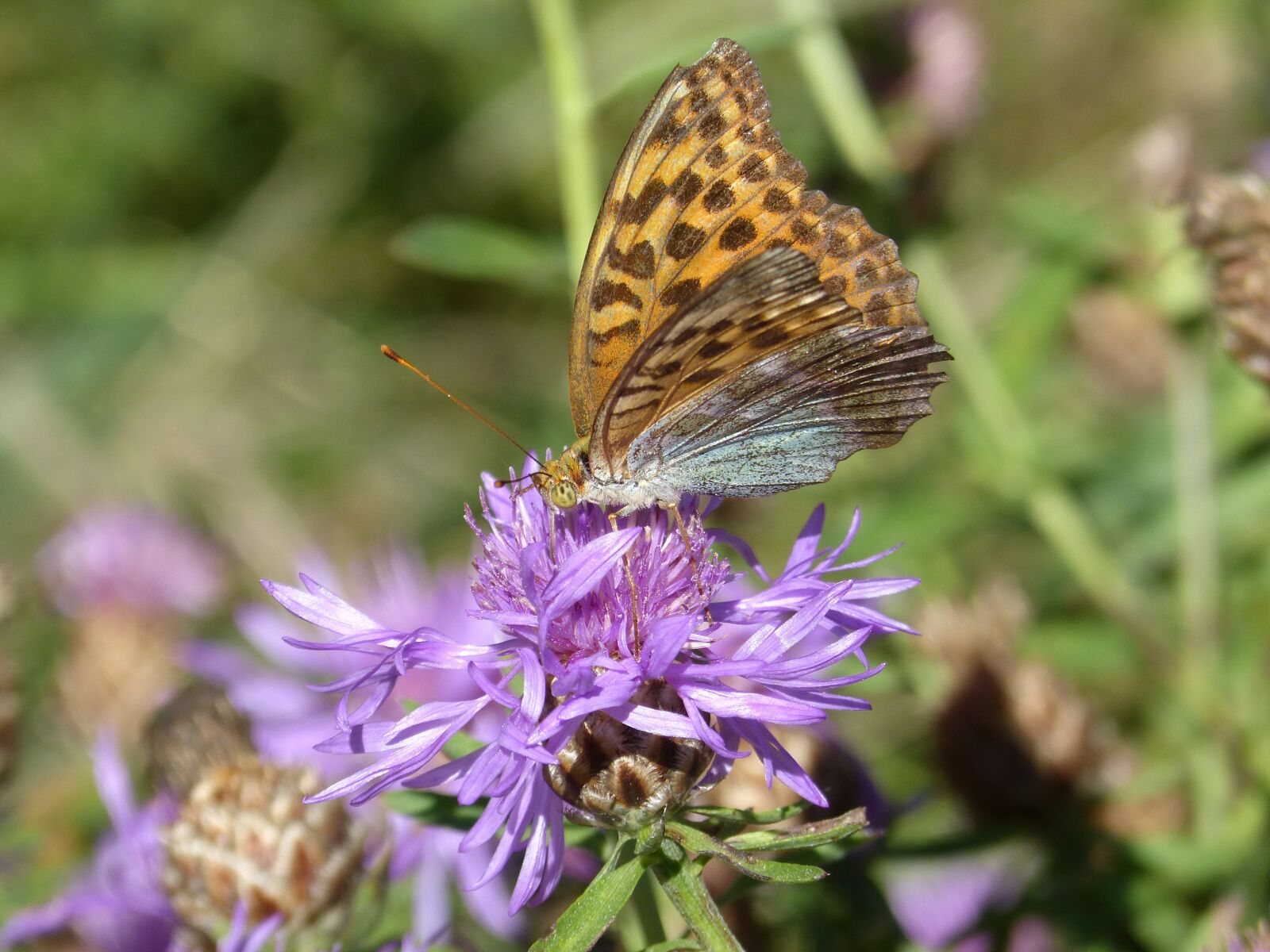 Panasonic DMC-FZ62 sample photo. Butterfly, melitaea deione, damer photography