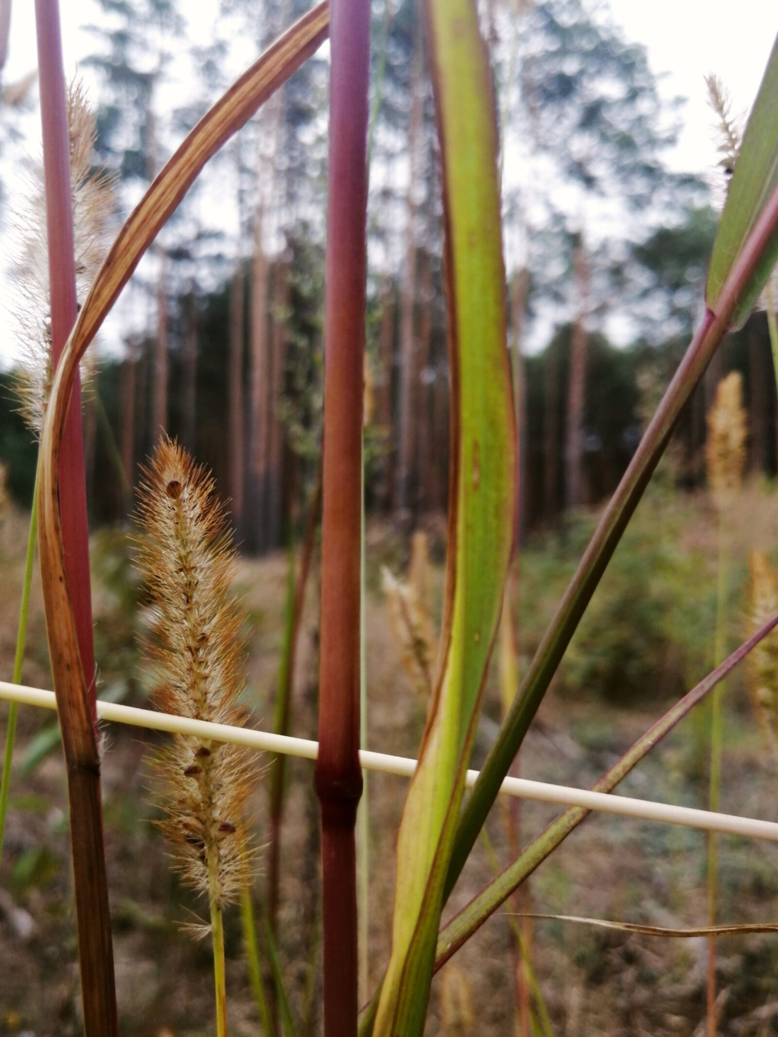 HUAWEI MAR-LX1M sample photo. Macro, forest autumn, photography photography