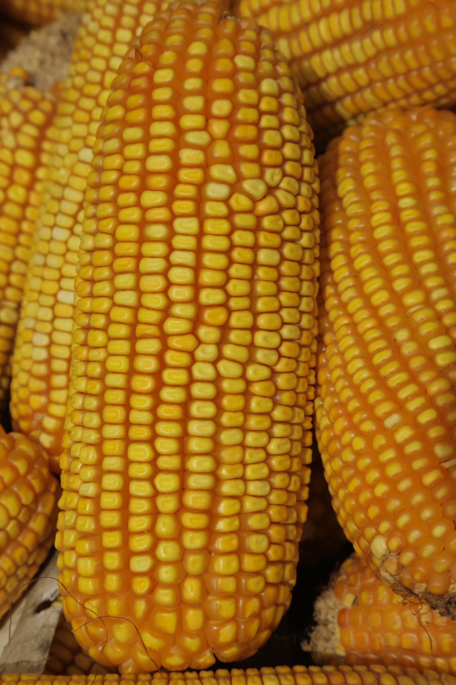 Canon EF 24-105mm F4L IS USM sample photo. Cob, corn, agriculture photography