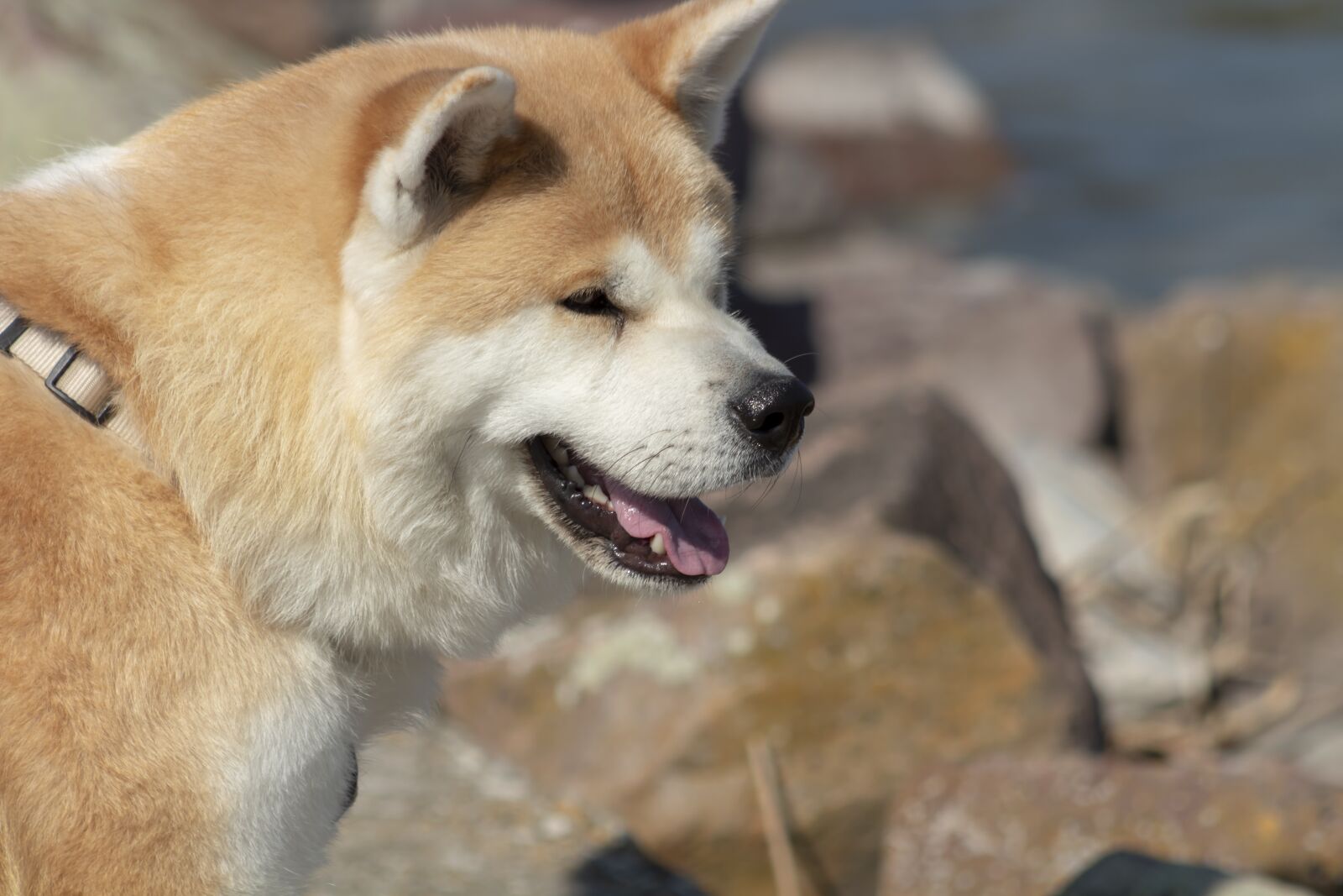 Canon EF75-300mm f/4-5.6 sample photo. Fauna, animal, mammal photography
