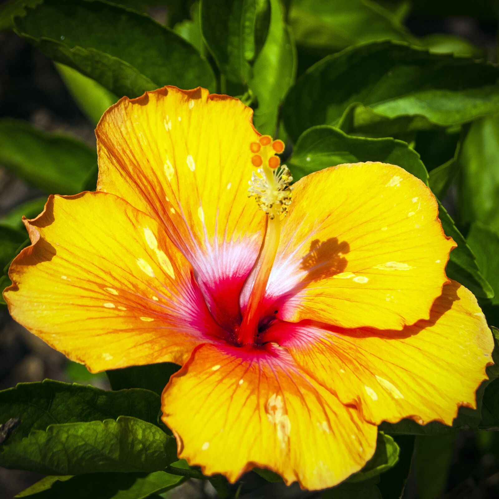 Nikon D200 sample photo. Hibiscus, yellow hibiscus, floral photography