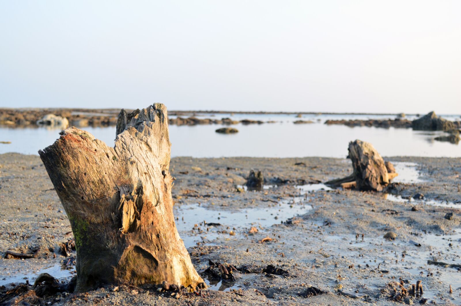Nikon D3200 sample photo. Coral, sea, beach photography