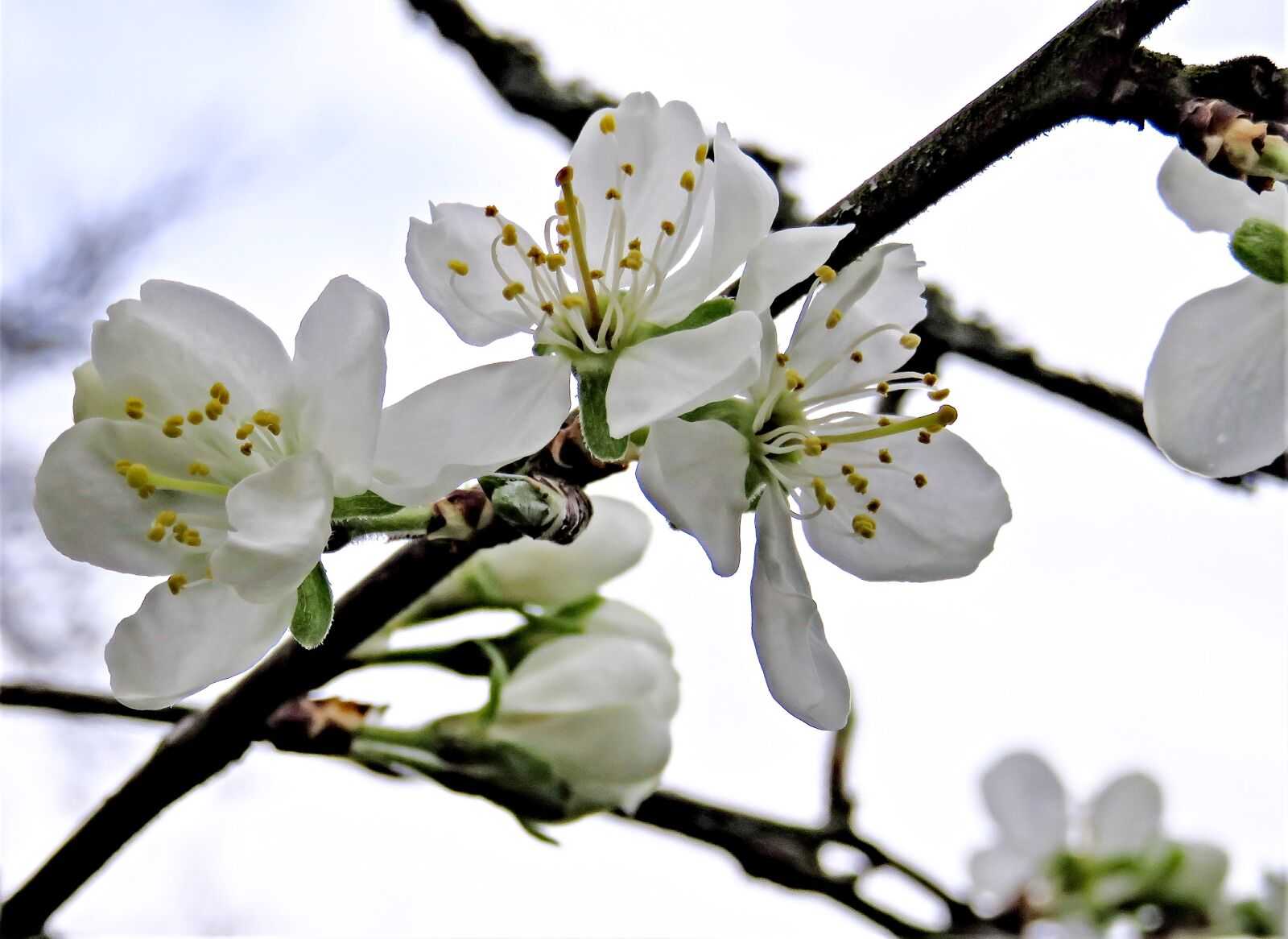Canon PowerShot SX710 HS sample photo. Blossom, plum tree, fruit photography