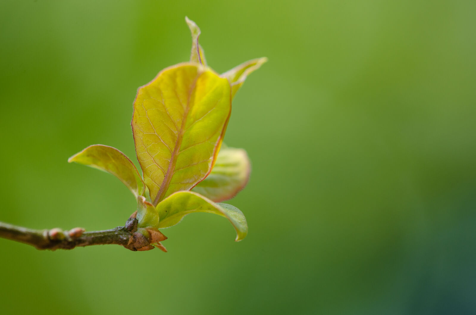 Nikon D7000 + Sigma APO Tele Macro 300mm F4 sample photo