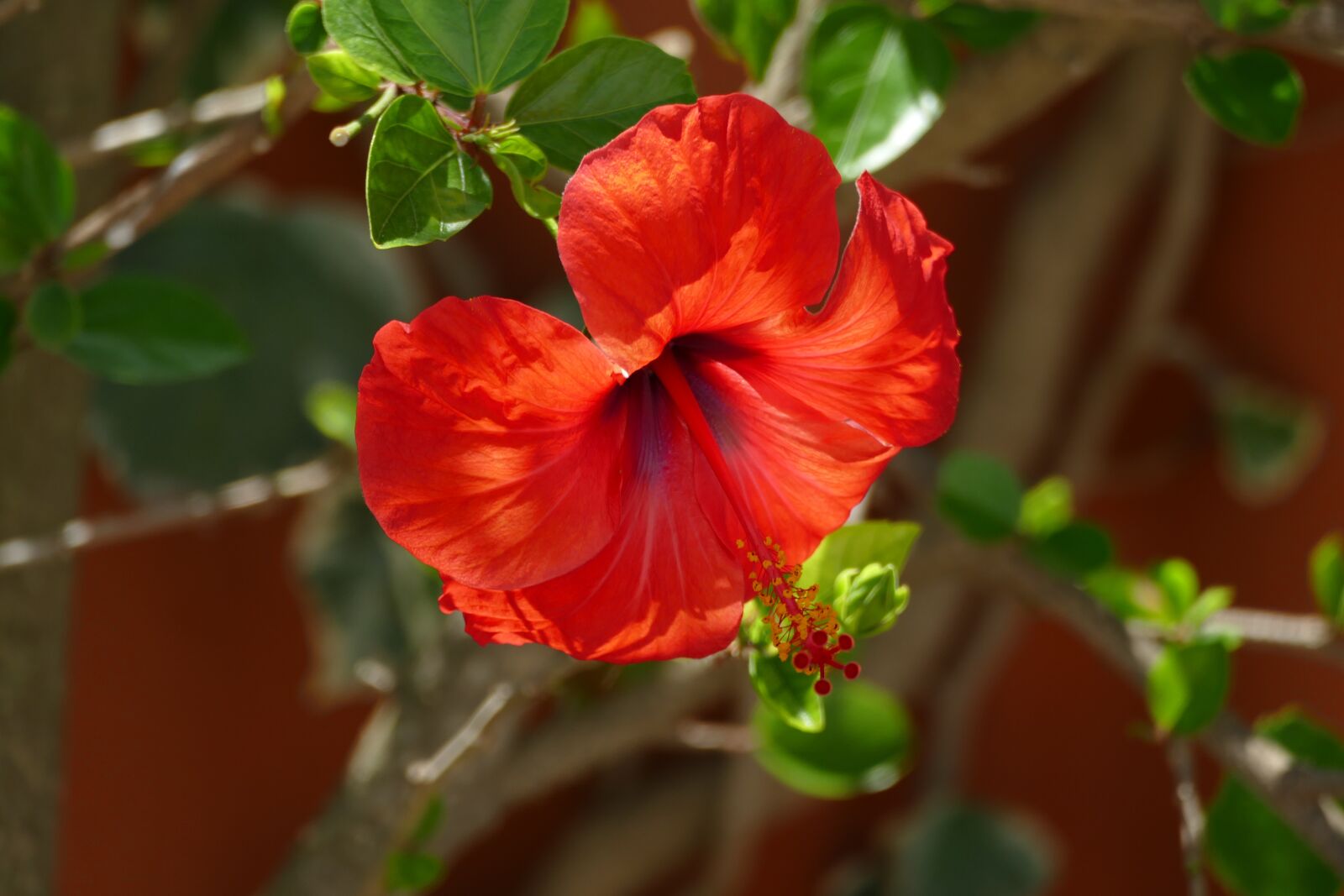Panasonic Lumix DMC-FZ1000 sample photo. Hibiscus, flower, red photography