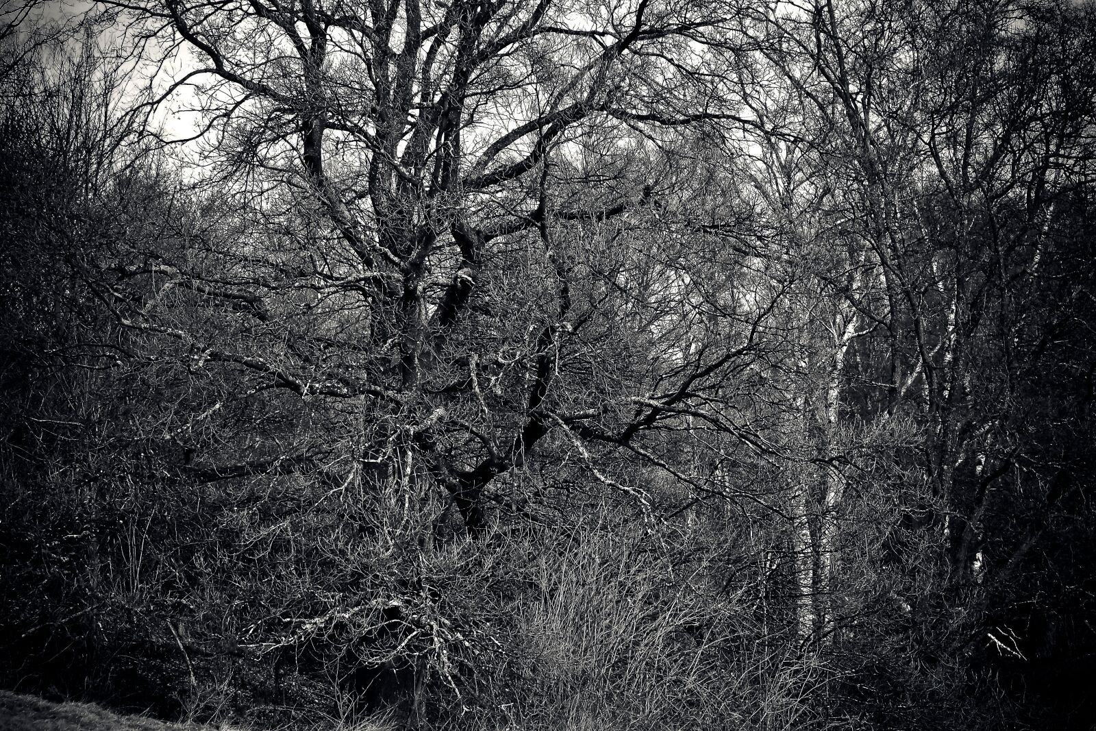 Olympus OM-D E-M10 sample photo. Forest, trees, nature photography