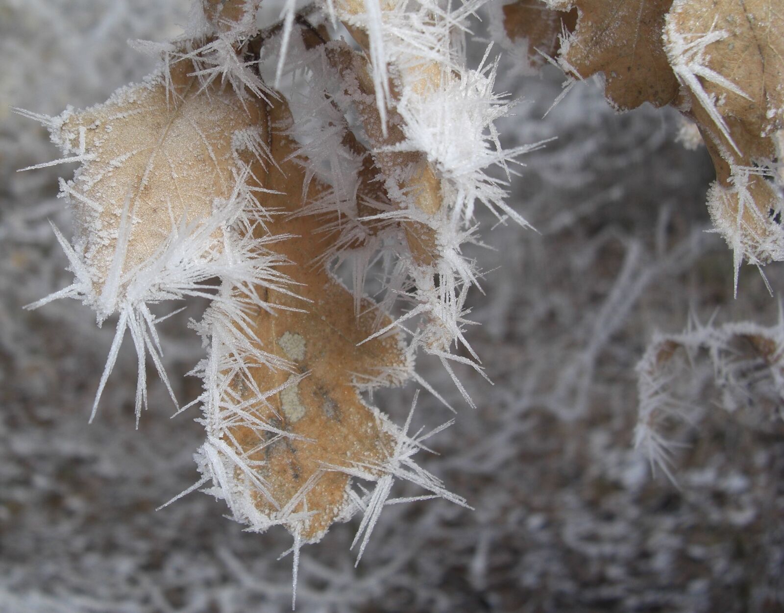 CASIO EX-Z1200 sample photo. Frost, leaves, icy photography