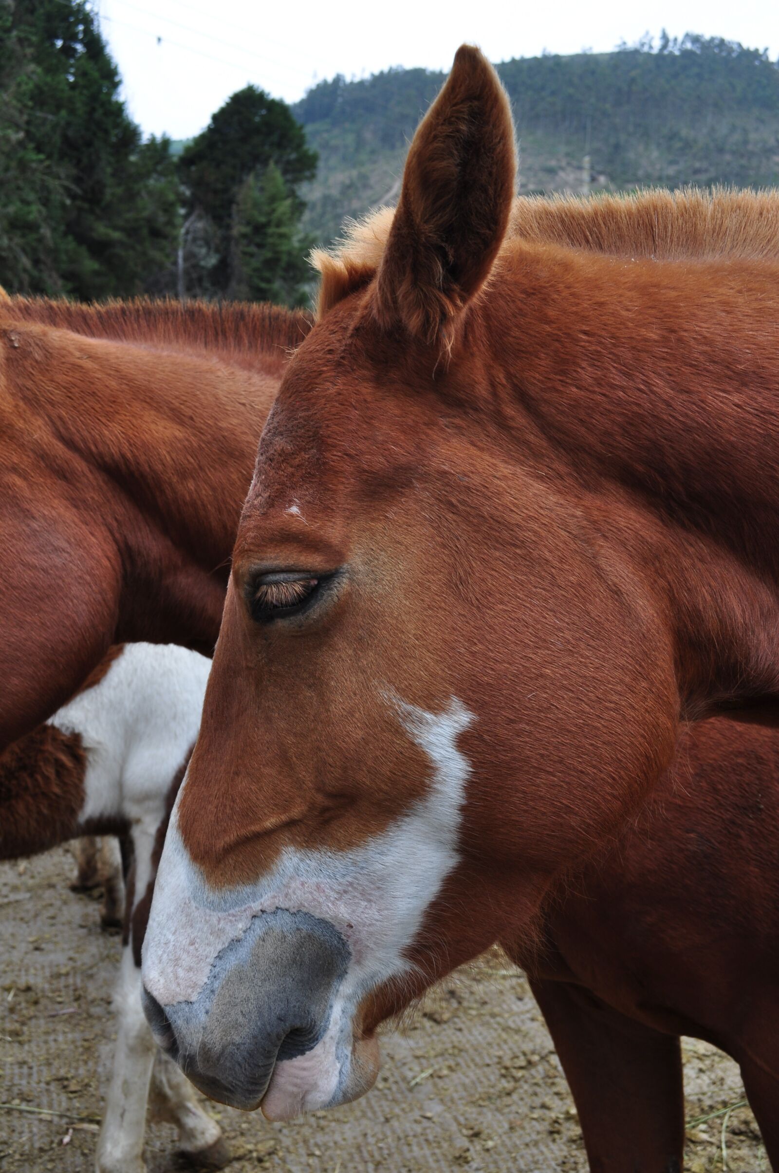 Nikon D5000 sample photo. Horse, head, animal photography