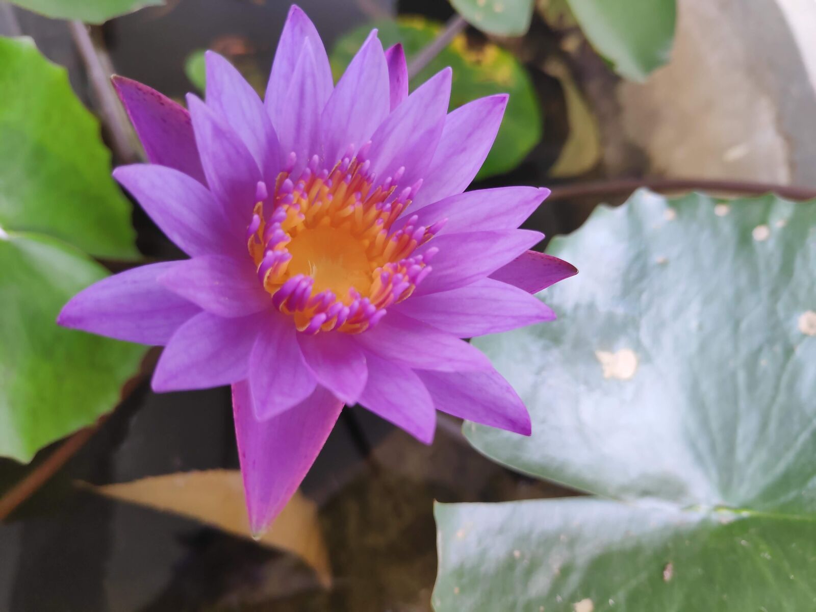 Xiaomi POCO F1 sample photo. Flower, nature, green photography