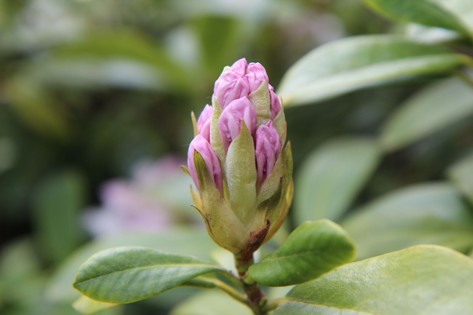 Canon EOS 600D (Rebel EOS T3i / EOS Kiss X5) sample photo. Rhododendron, button rhododendron, rhododendron photography