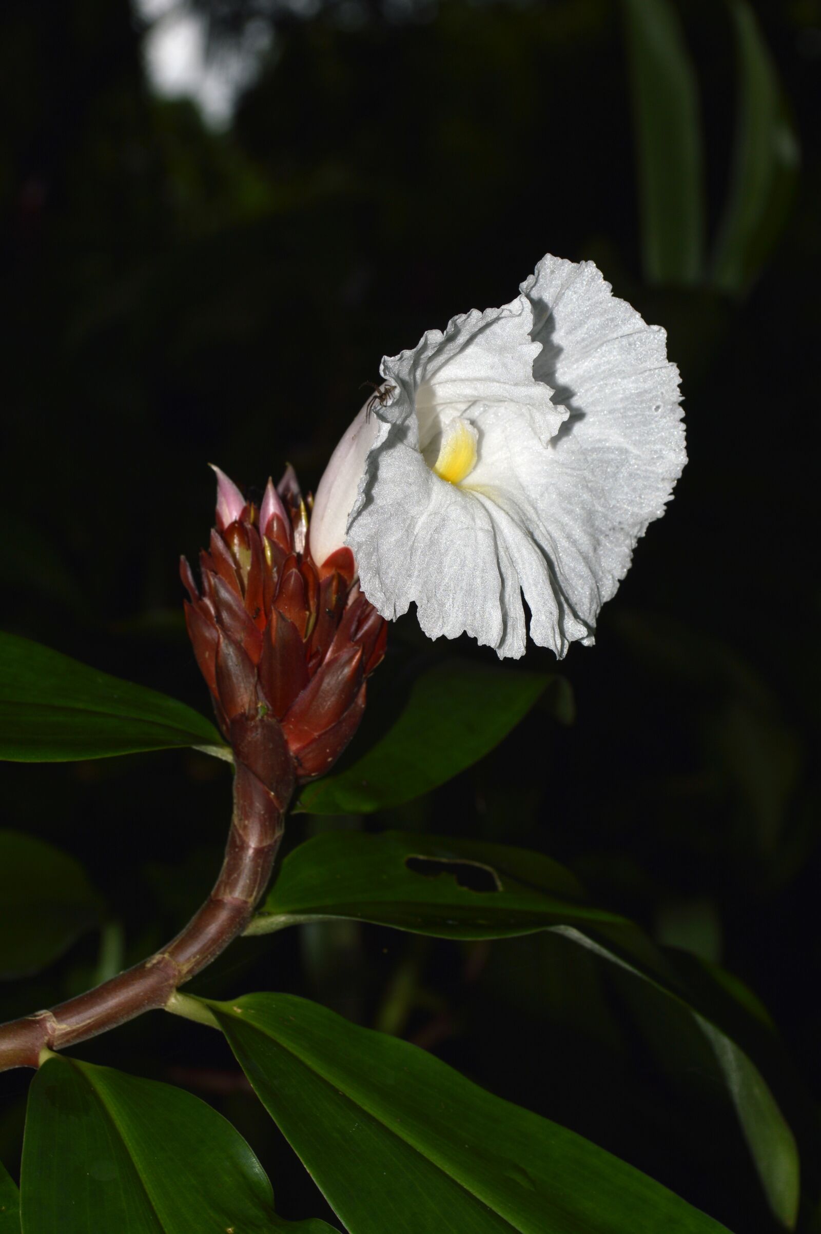 Nikon D3200 sample photo. Flower, white, flowers photography