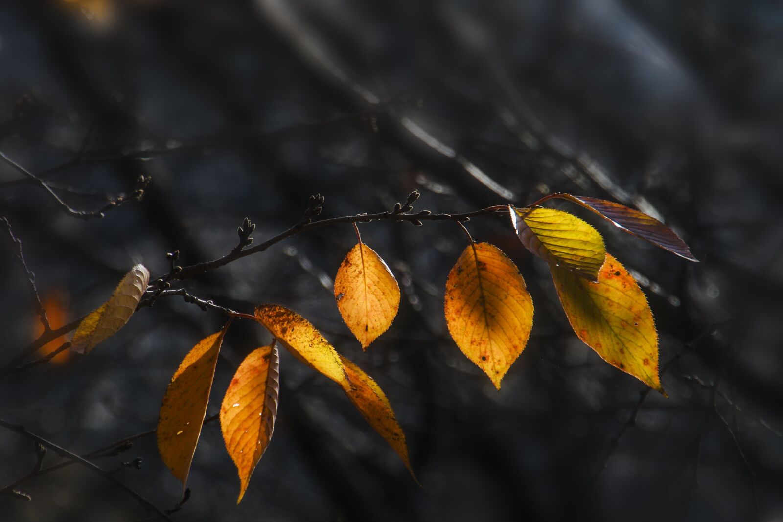 Canon EOS 70D sample photo. Autumn leaves, autumn, leaves photography