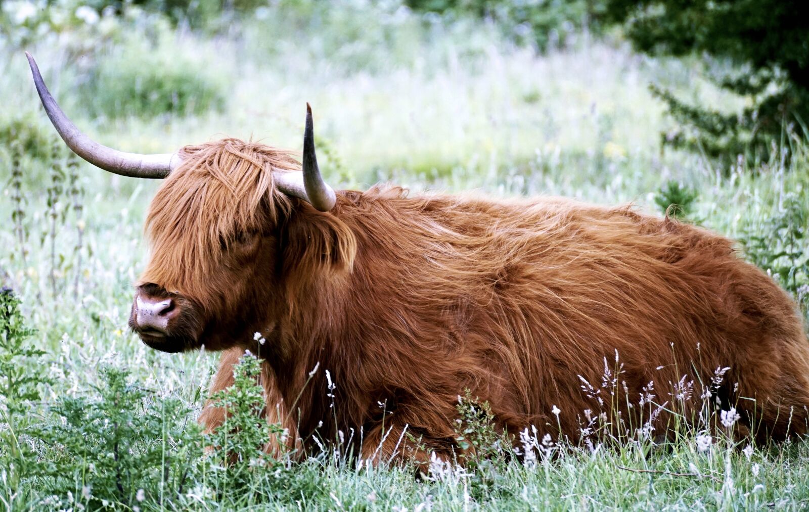 Sony DT 55-300mm F4.5-5.6 SAM sample photo. Desirable, beef, livestock photography