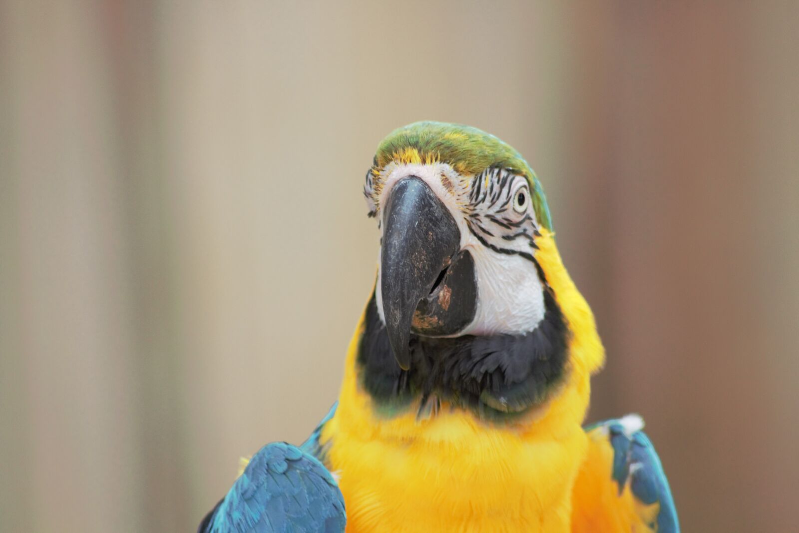 Canon EOS 700D (EOS Rebel T5i / EOS Kiss X7i) sample photo. Macaw, yellow, blue photography