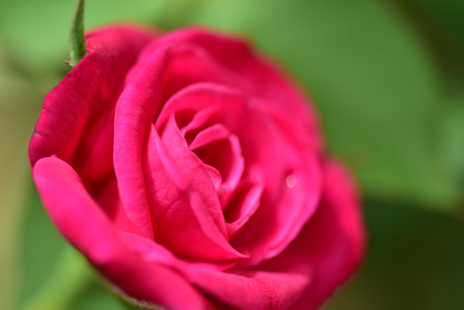 Nikon D3400 sample photo. Flower, rose, petal photography
