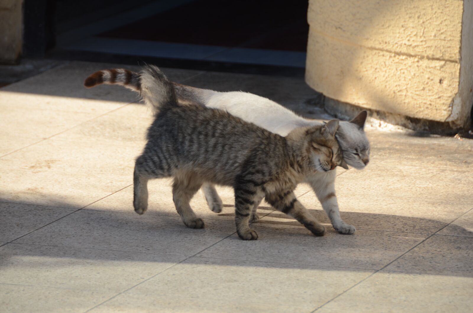 Nikon D7000 sample photo. Cats, lovely cats, chats photography