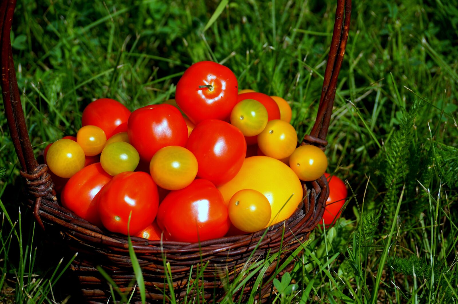 Sony SLT-A37 + Sony DT 55-300mm F4.5-5.6 SAM sample photo. Tomatoes, food, vitamins photography