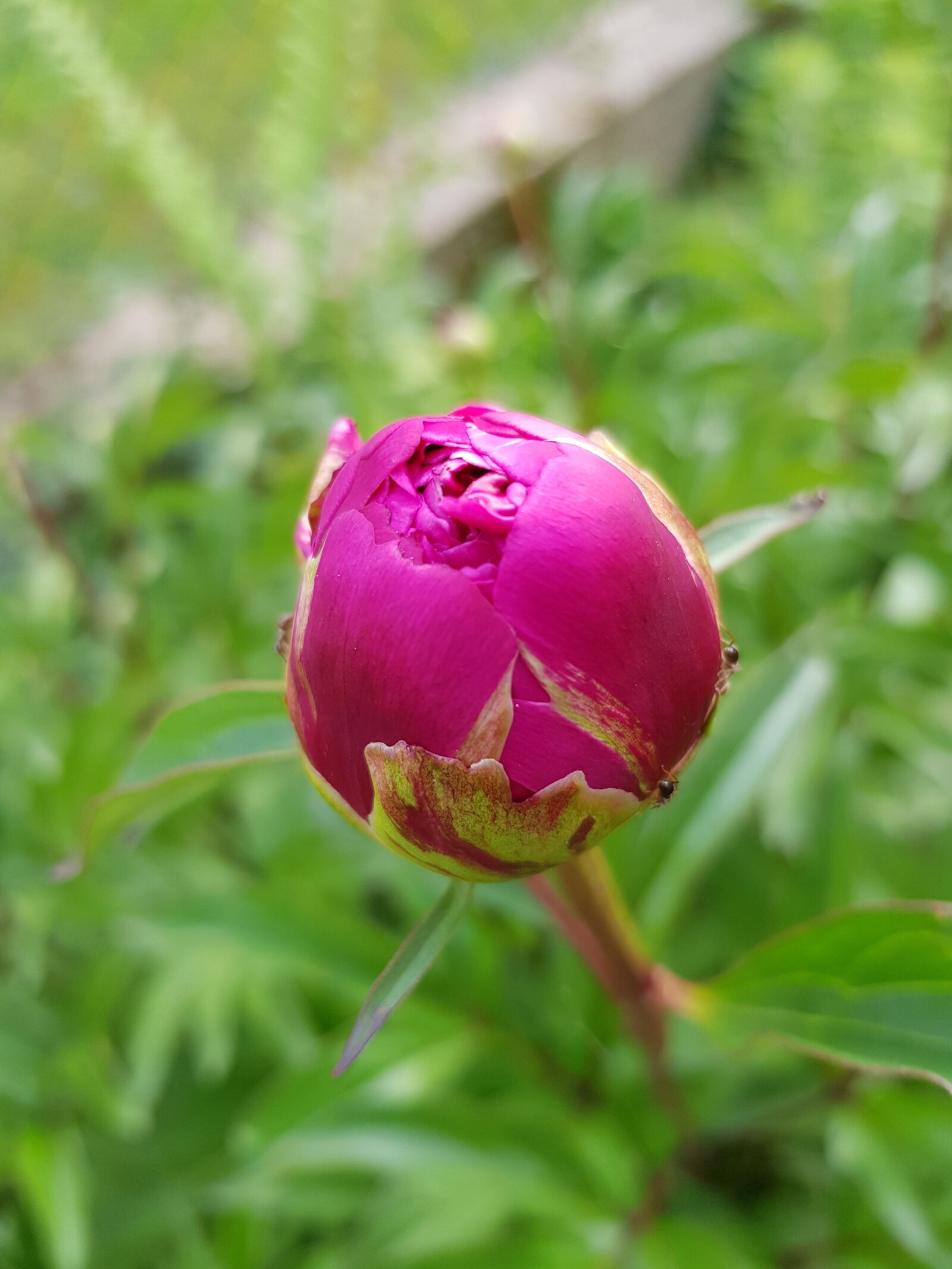 Samsung Galaxy S8 sample photo. Peony, grass, green photography