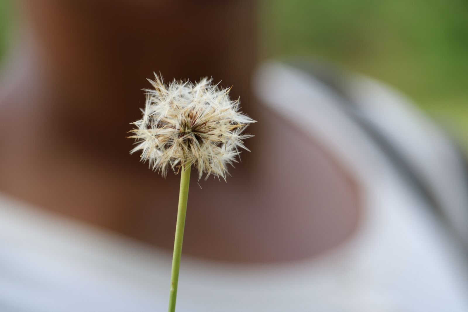 Canon EOS 760D (EOS Rebel T6s / EOS 8000D) sample photo. Nature, plant, flower photography