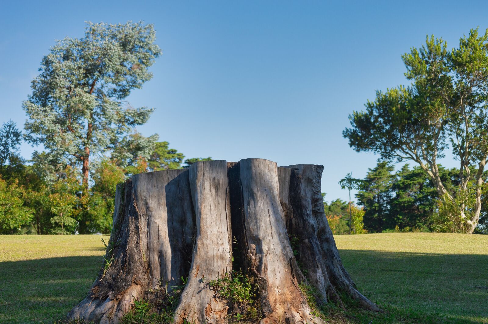 Nikon D3200 sample photo. Costa rica, trunk, tree photography