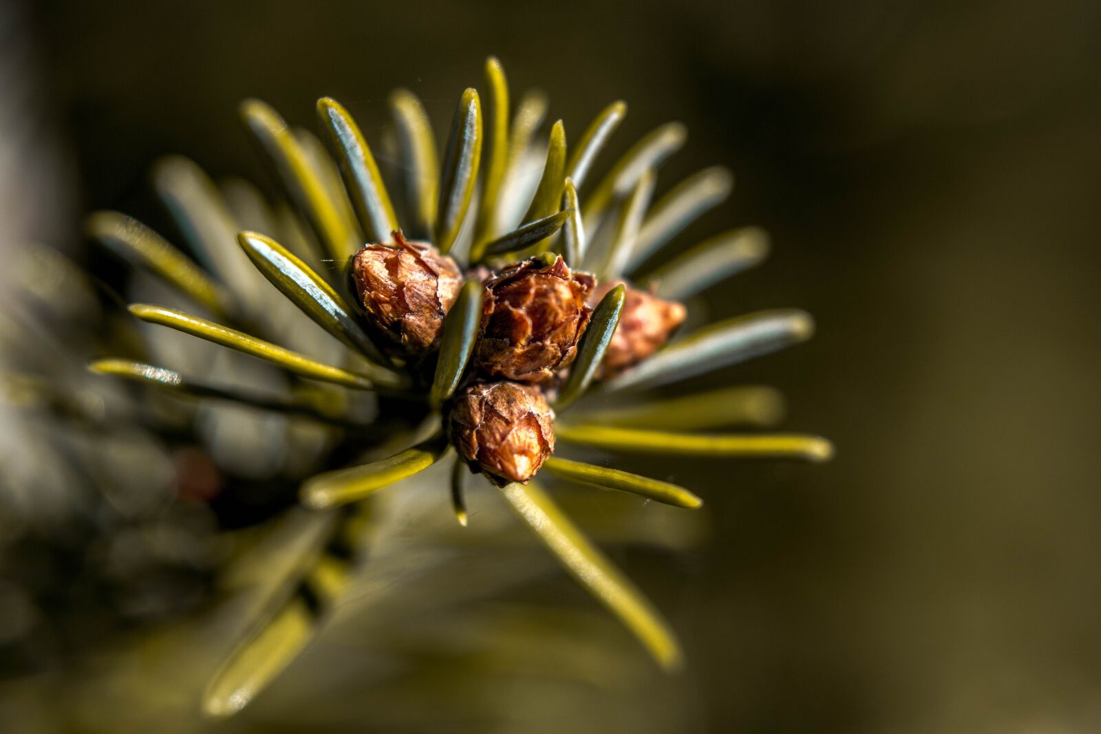 Nikon D5200 sample photo. Fir tree, nature, forest photography