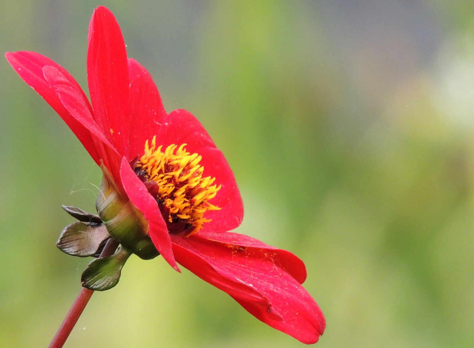 Nikon Coolpix P510 sample photo. Flower, red, detail photography